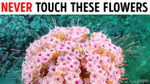 If You See These Flowers in the Ocean, Get Out of the Water