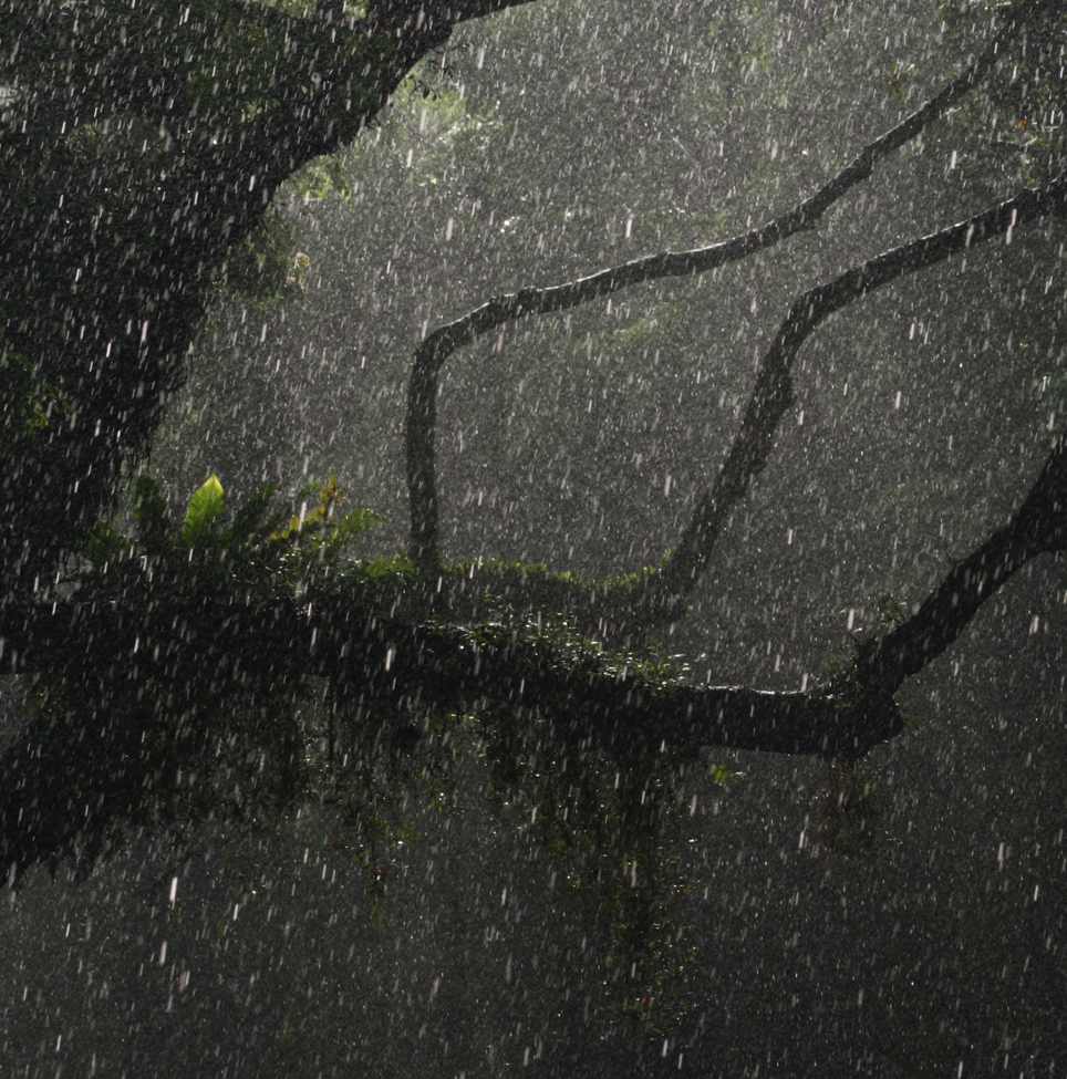 Rain in The Forest: 3-Hour Tranquil Rainfall Sounds for Blissful Sleepiness