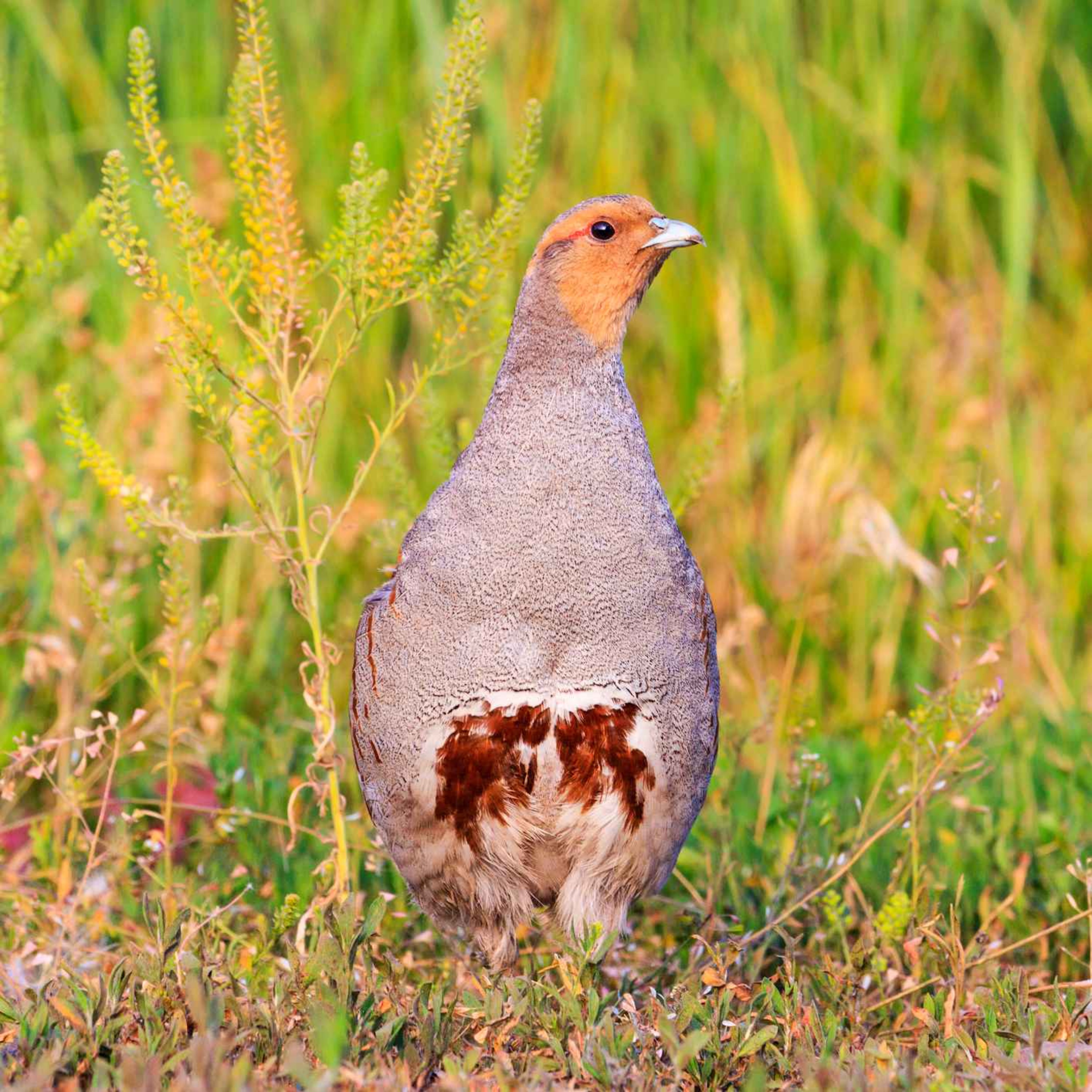 177. In search of the Christmas partridge with author Patrick Galbraith