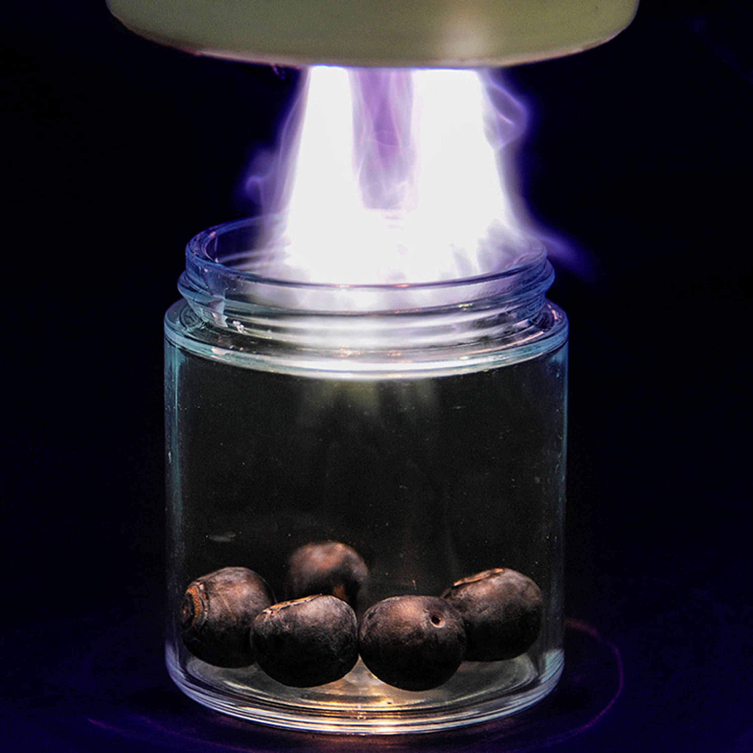 Podcast: Altering time perception, purifying blueberries with plasma, and checking in on ocelot latrines