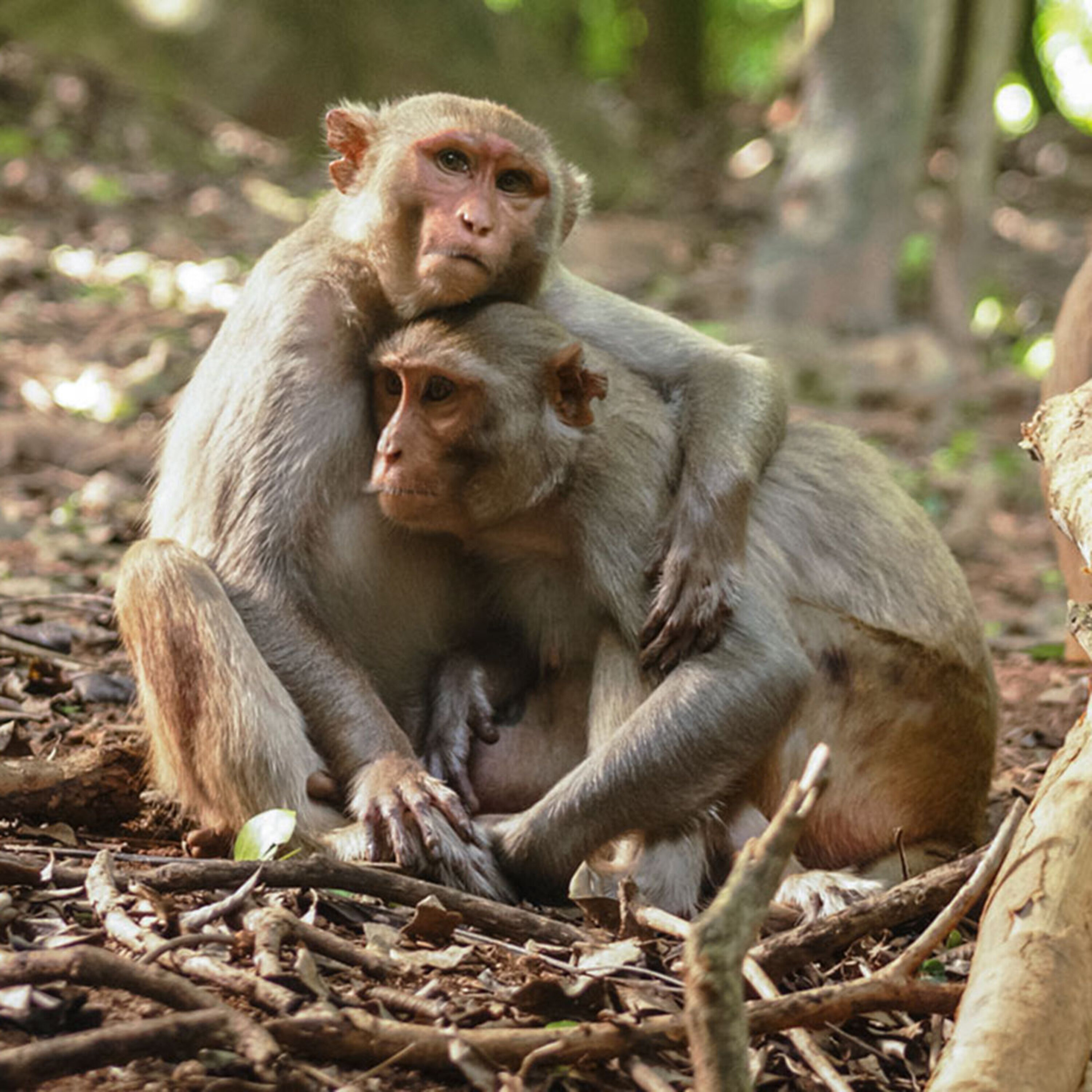 Podcast: What ants communicate when kissing, stars birthed from gas, and linking immune strength and social status