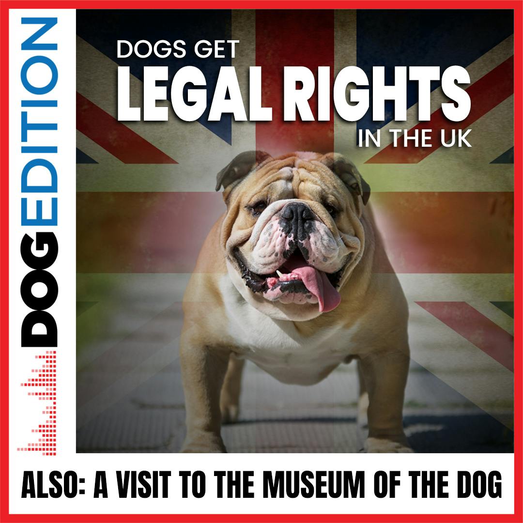 Dogs Get Legal Rights In The UK | A Visit To The Museum Of The Dog | Dog Edition #20