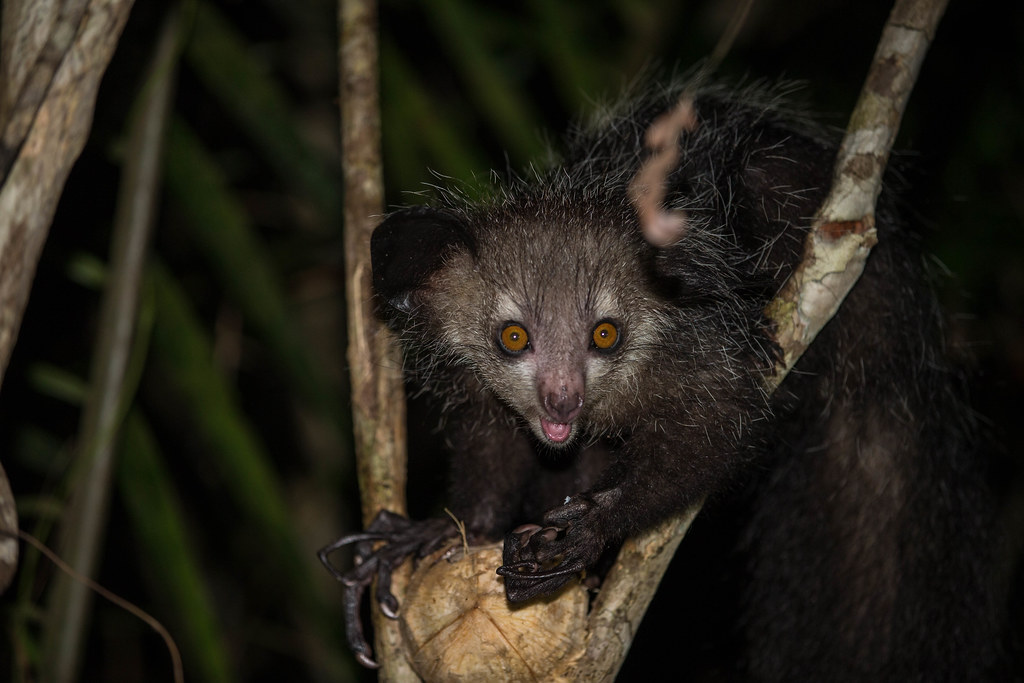 Episode 251: Eyeing the Aye Aye