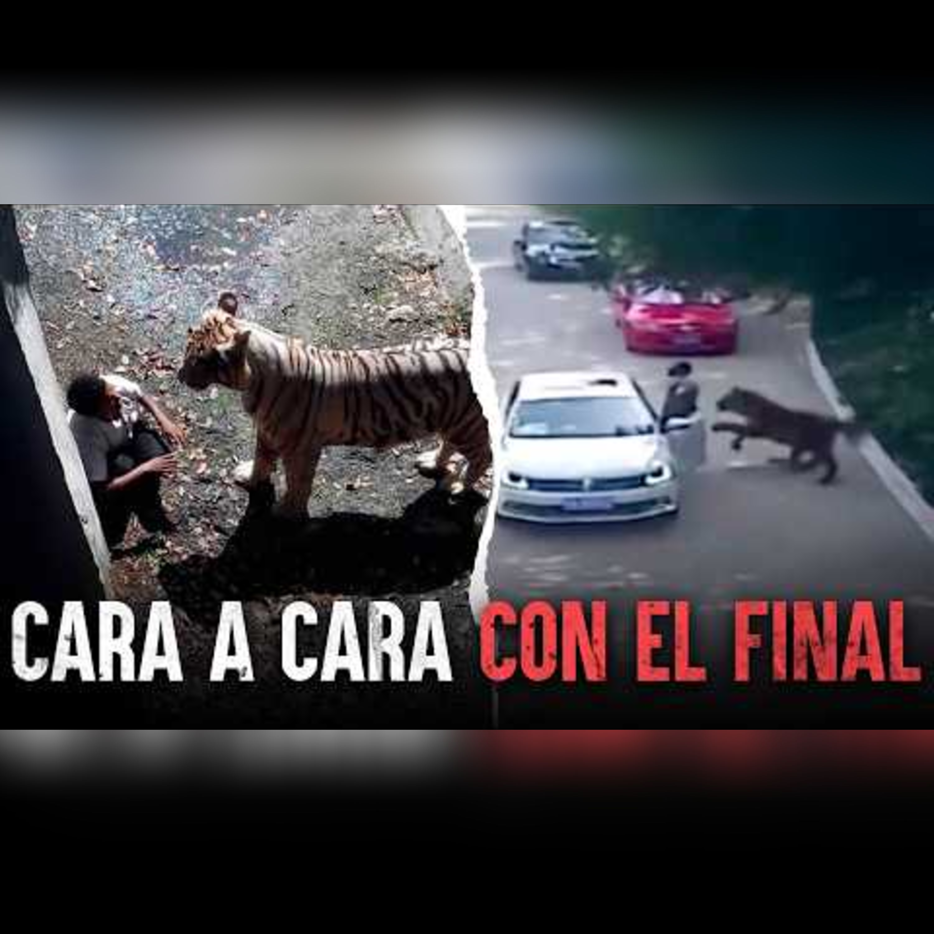 Humanos vs Tigres: Cuando un pequeño error se convierte en tu final episode artwork