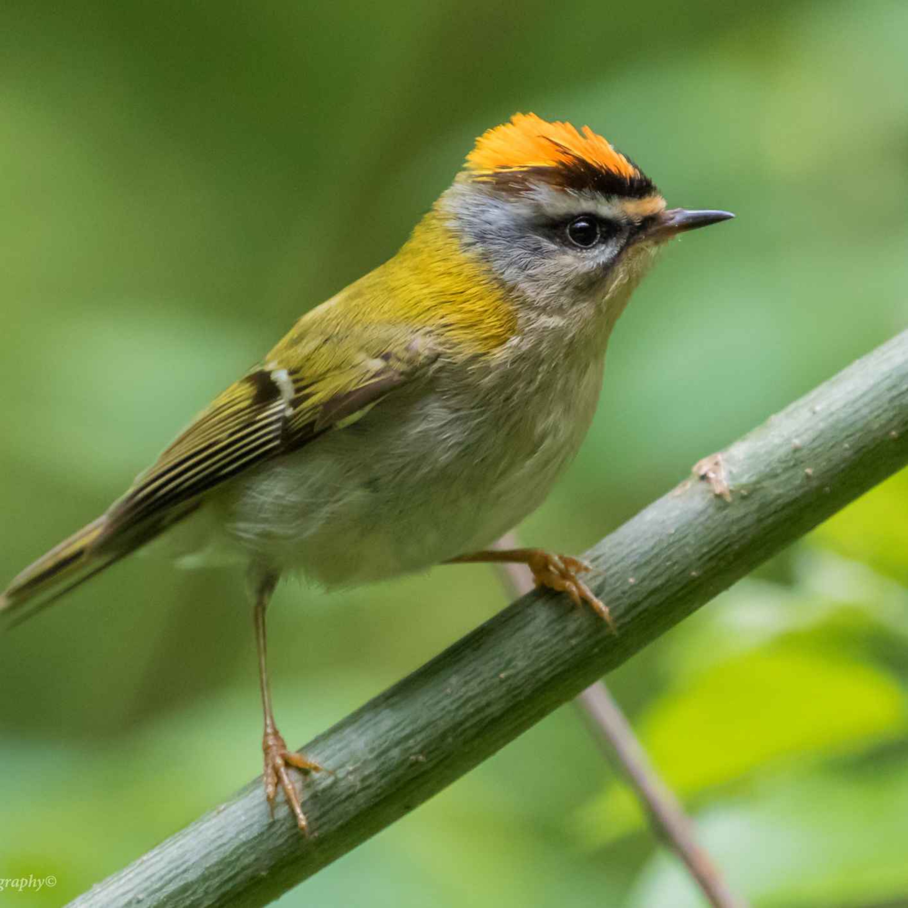 171. Firecrests and other magical creatures in the New Forest with Dominic Couzens