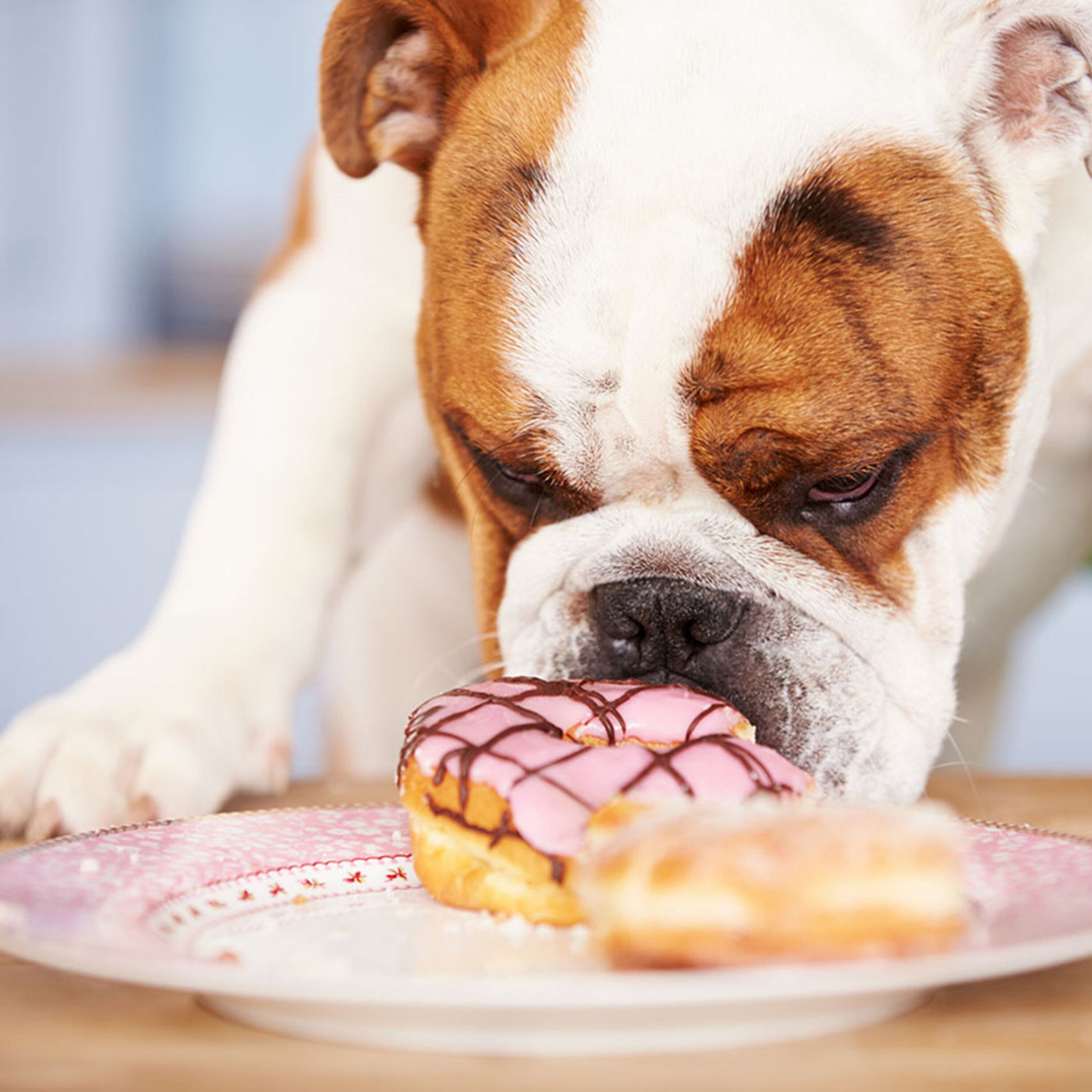 Podcast: How farms made dogs love carbs, the role of dumb luck in science, and what your first flu exposure did to you