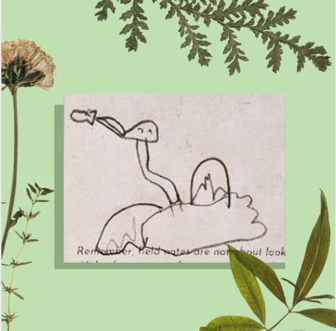 Owen's Field Report: Anhinga