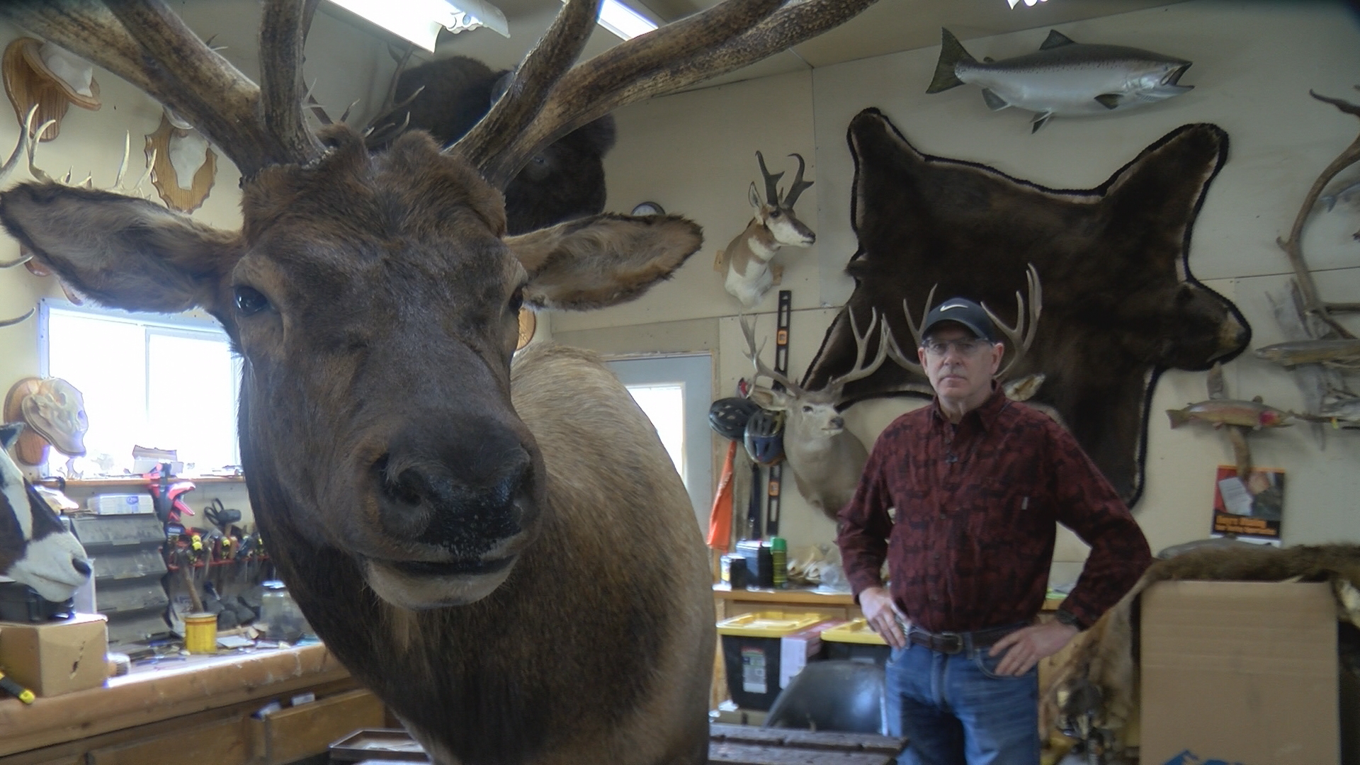 Taxidermist restores historic Montana elk mounts episode artwork