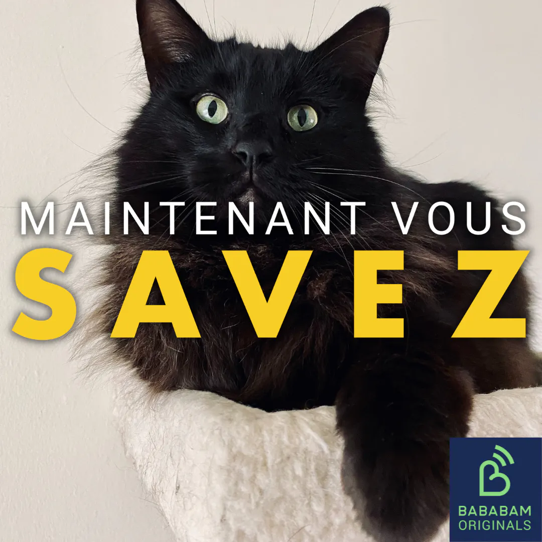 Pourquoi dit-on que les chats noirs portent malheur ?