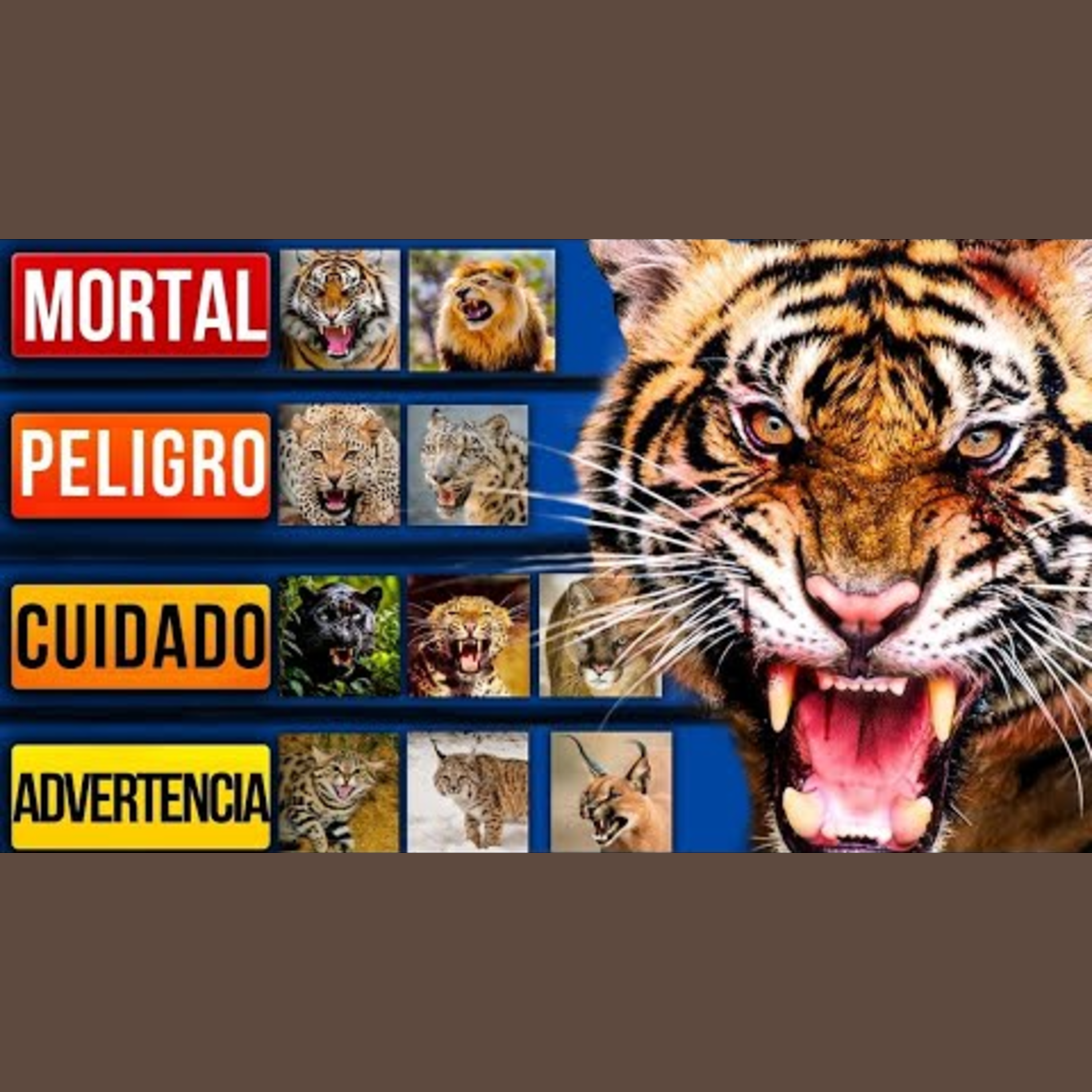 Gatos salvajes mortales (Ranking definitivo) episode artwork