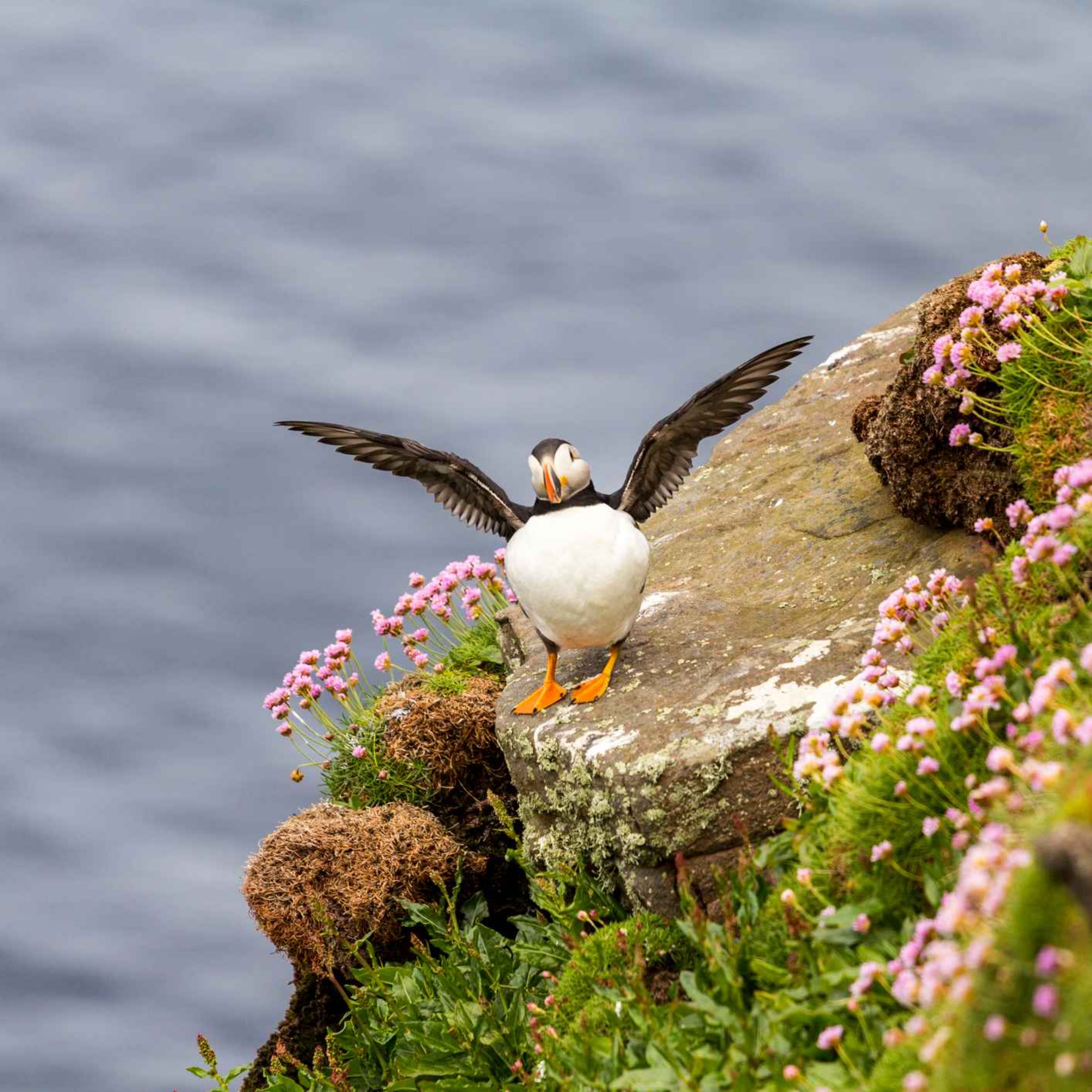 166. Meet puffins, guillemots and skuas on the seabird sanctuary of Handa Island