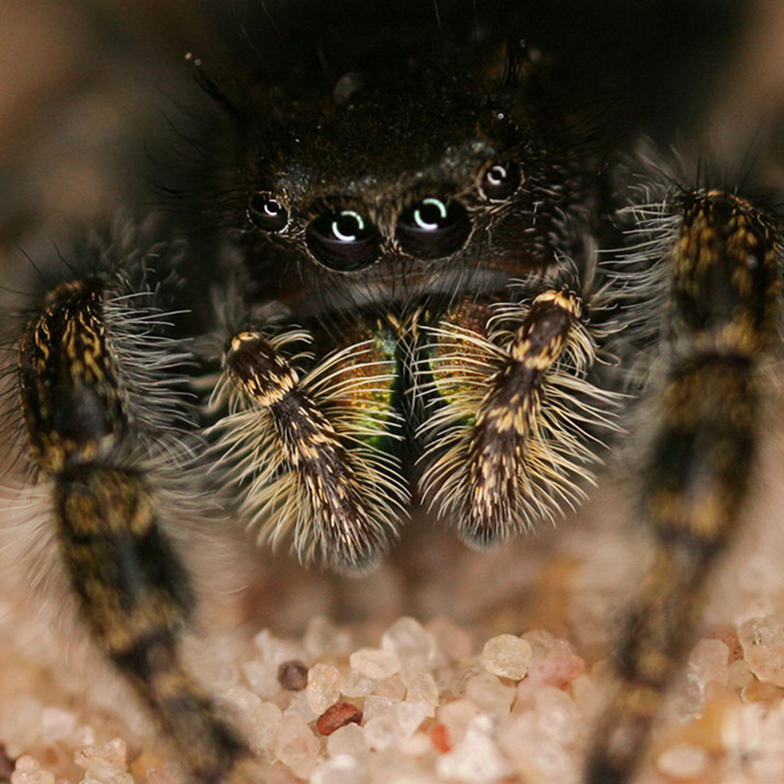 Podcast: Science lessons for the next U.S. president, human high altitude adjustments, and the elusive Higgs bison