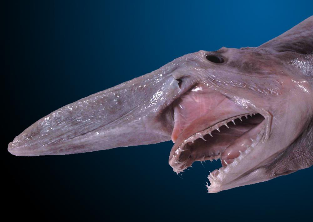 Episode 248: Ghoulish Goblin Sharks