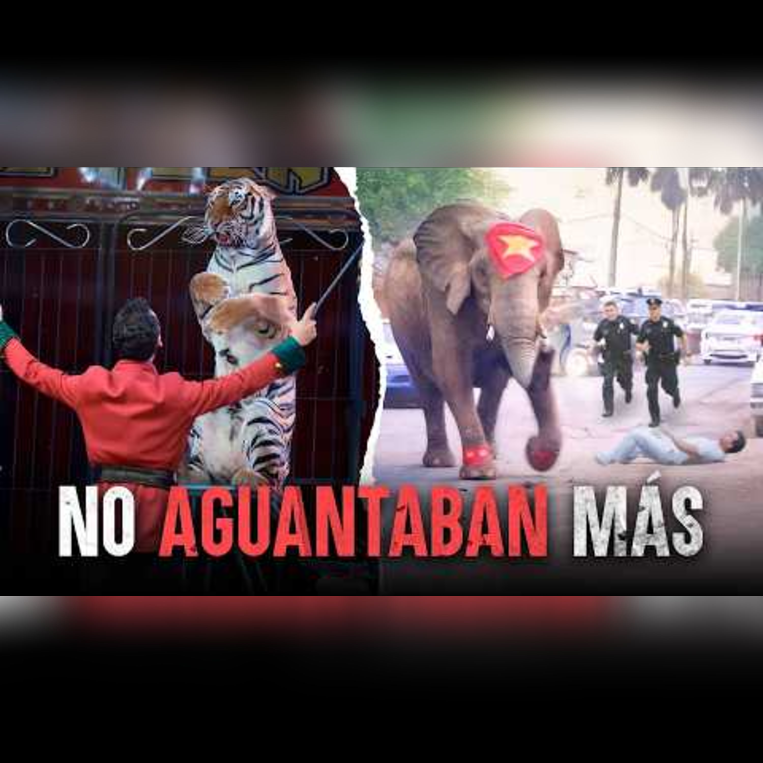 Tragedia en el circo: Desastres que te partirán el corazón episode artwork