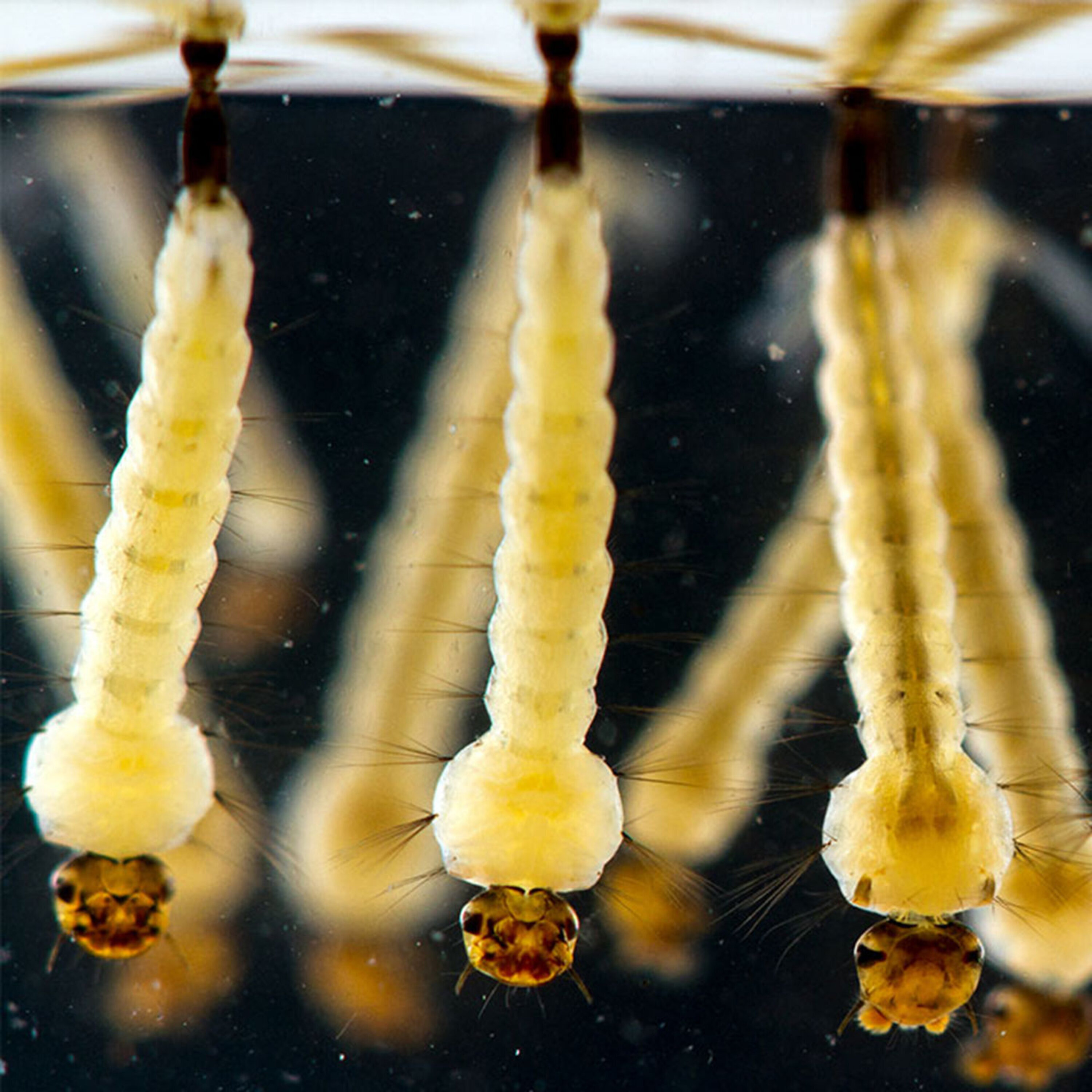 Podcast: When we pay attention to plane crashes, releasing modified mosquitoes, and bacteria that live off radiation