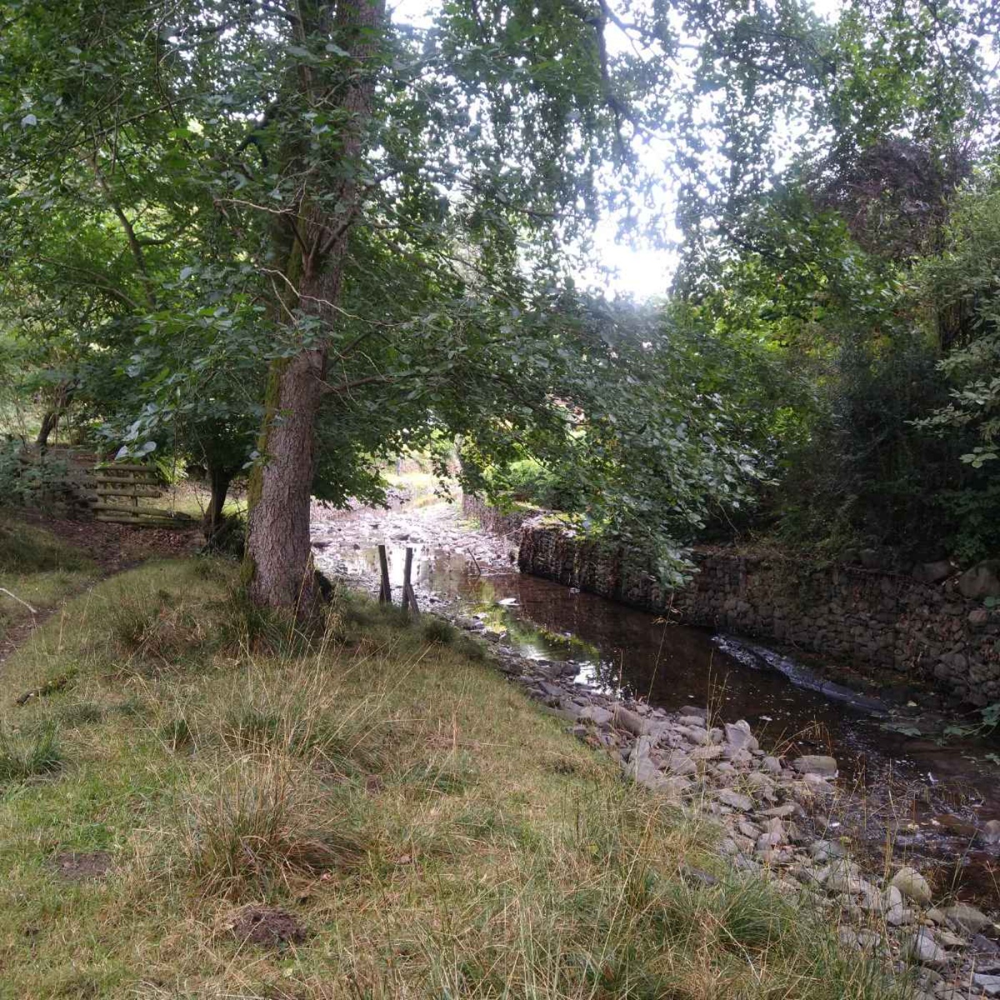 Sound Escape 83: relax to enchanting robin song beside a Welsh stream