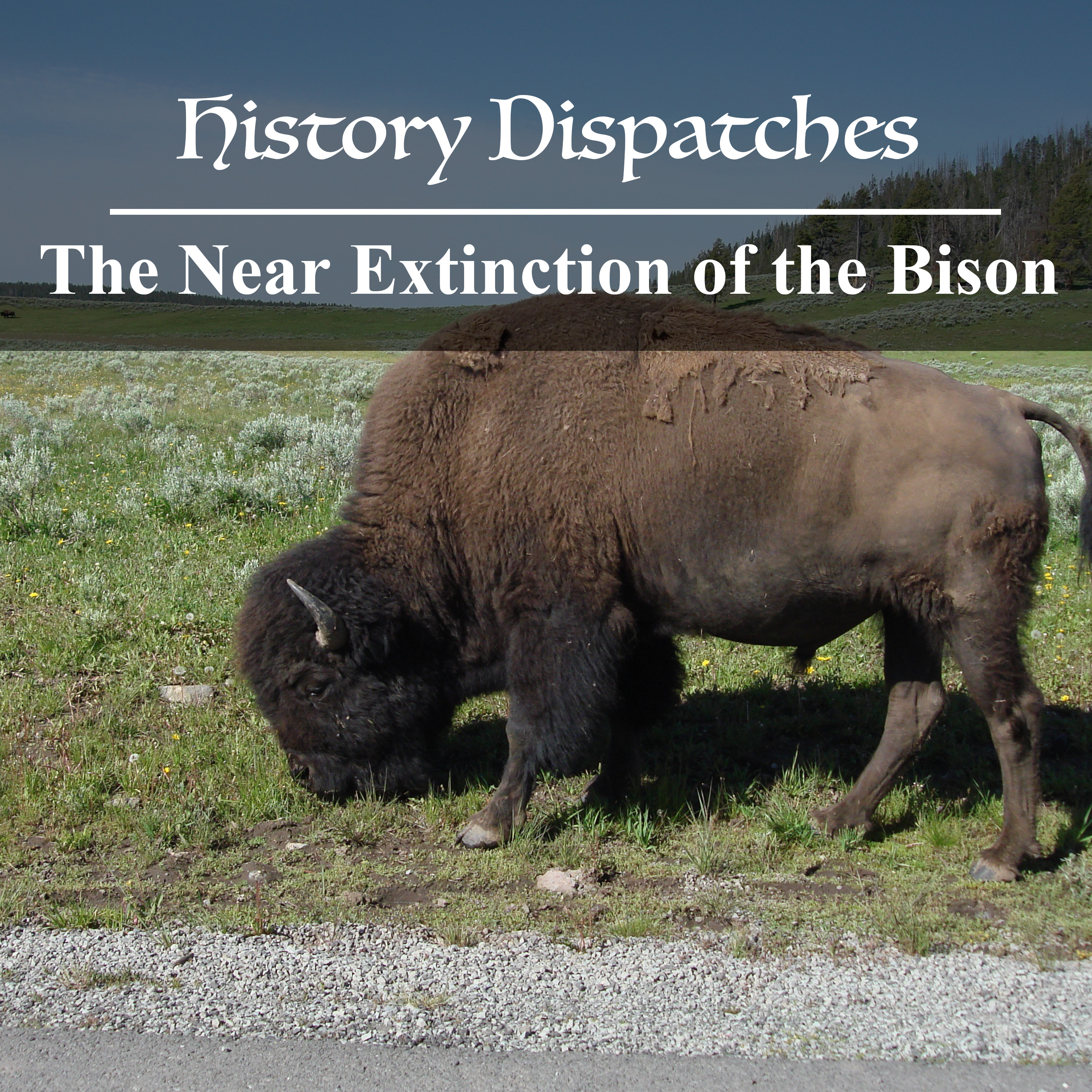 The Near Extinction of the Bison