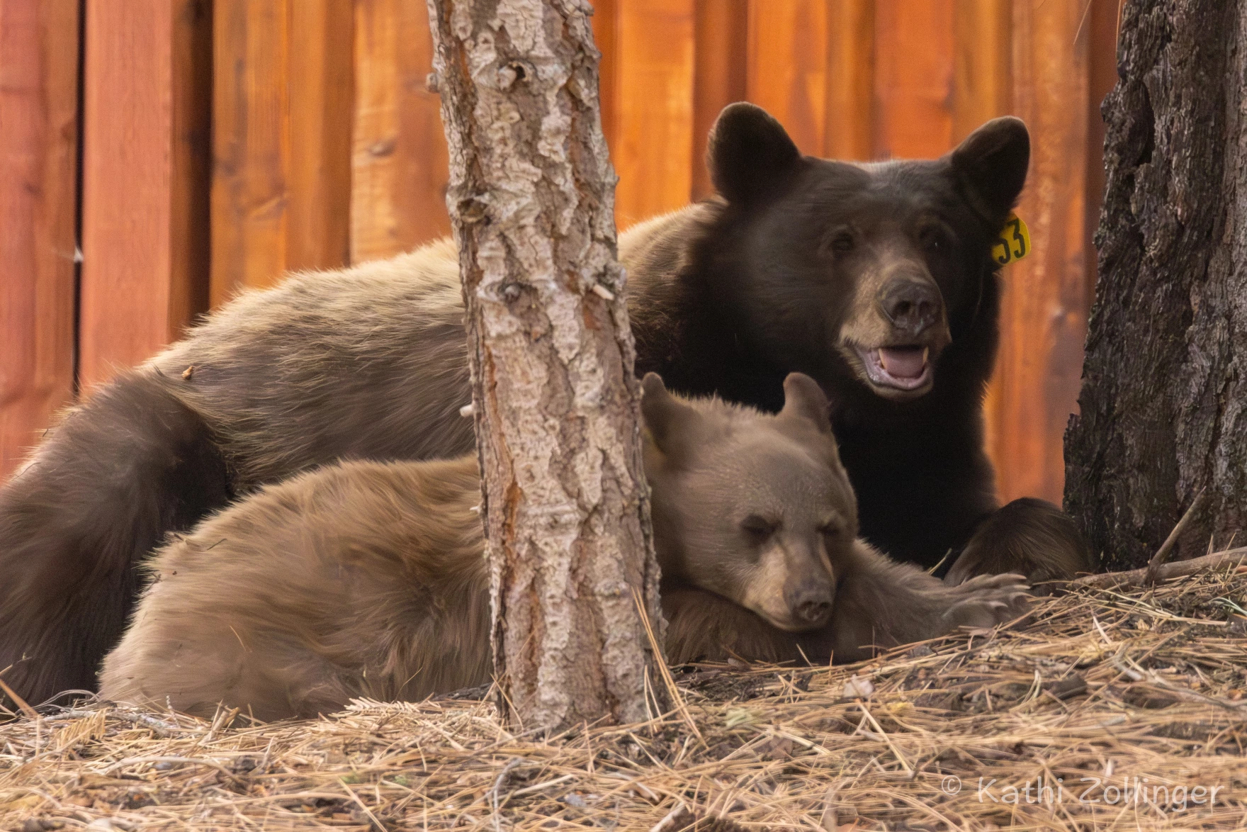 Advocates Fight To Save Mother Bear And Cub In Lake Tahoe