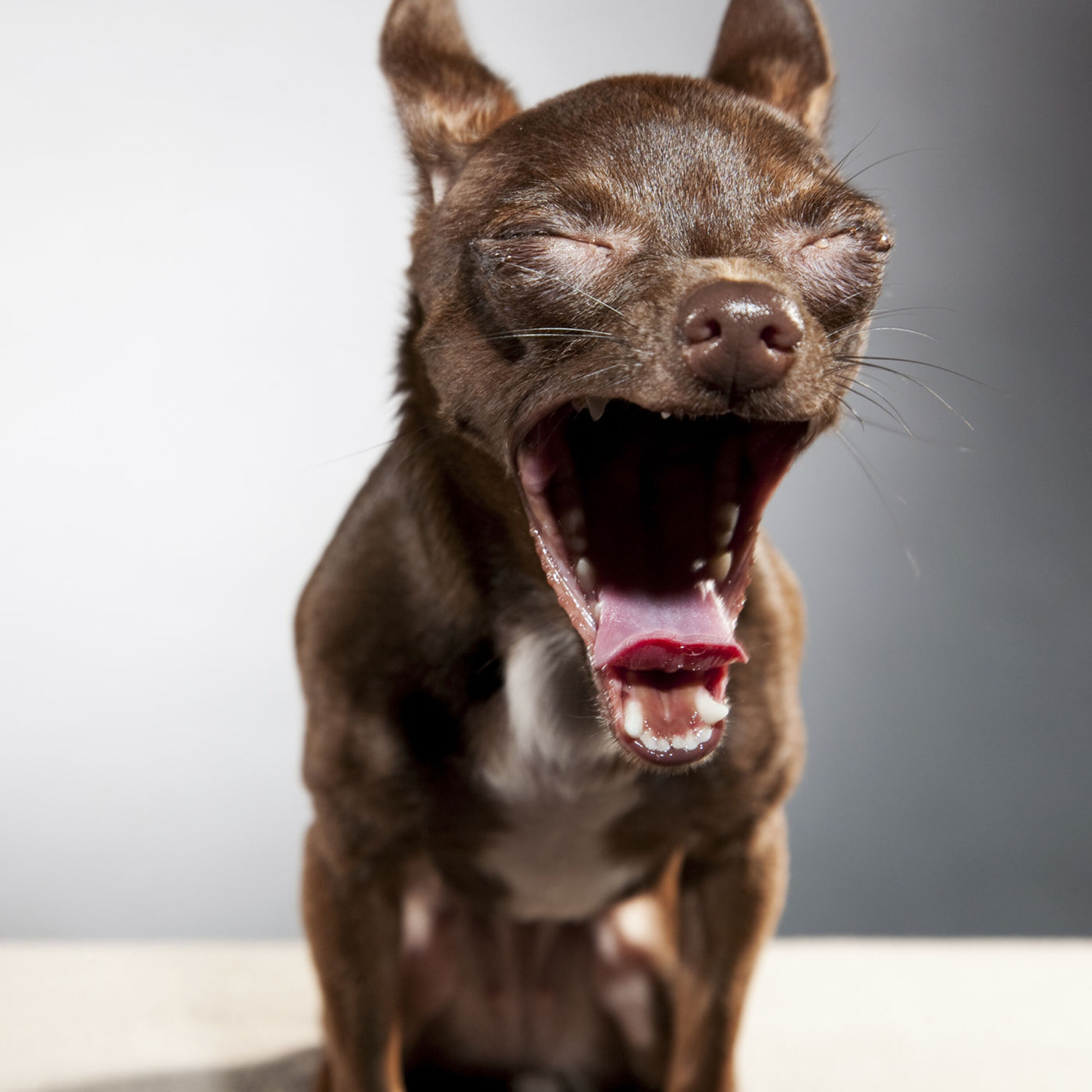 Podcast: Bumble bee emotions, the purpose of yawning, and new insights into the developing infant brain