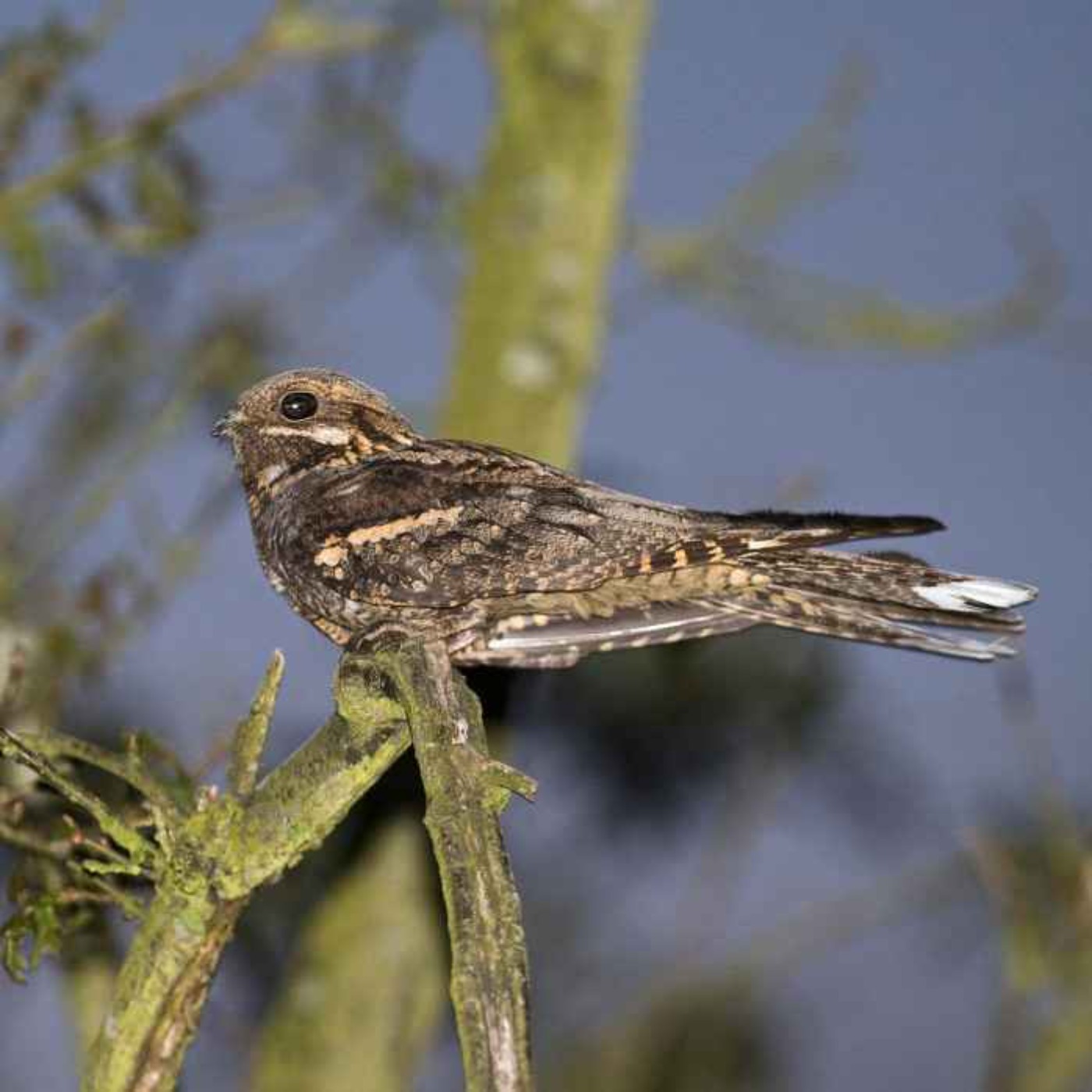 Sound Escape 81: the chilling night-time lullaby of the nightjar