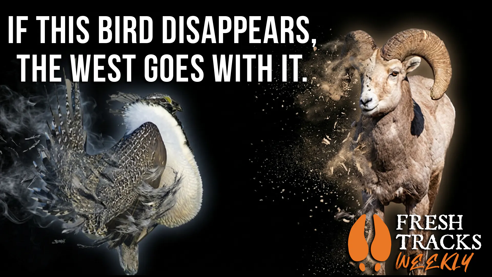 Pay Attention if Sage-grouse Disappear | Week of April 13 episode artwork