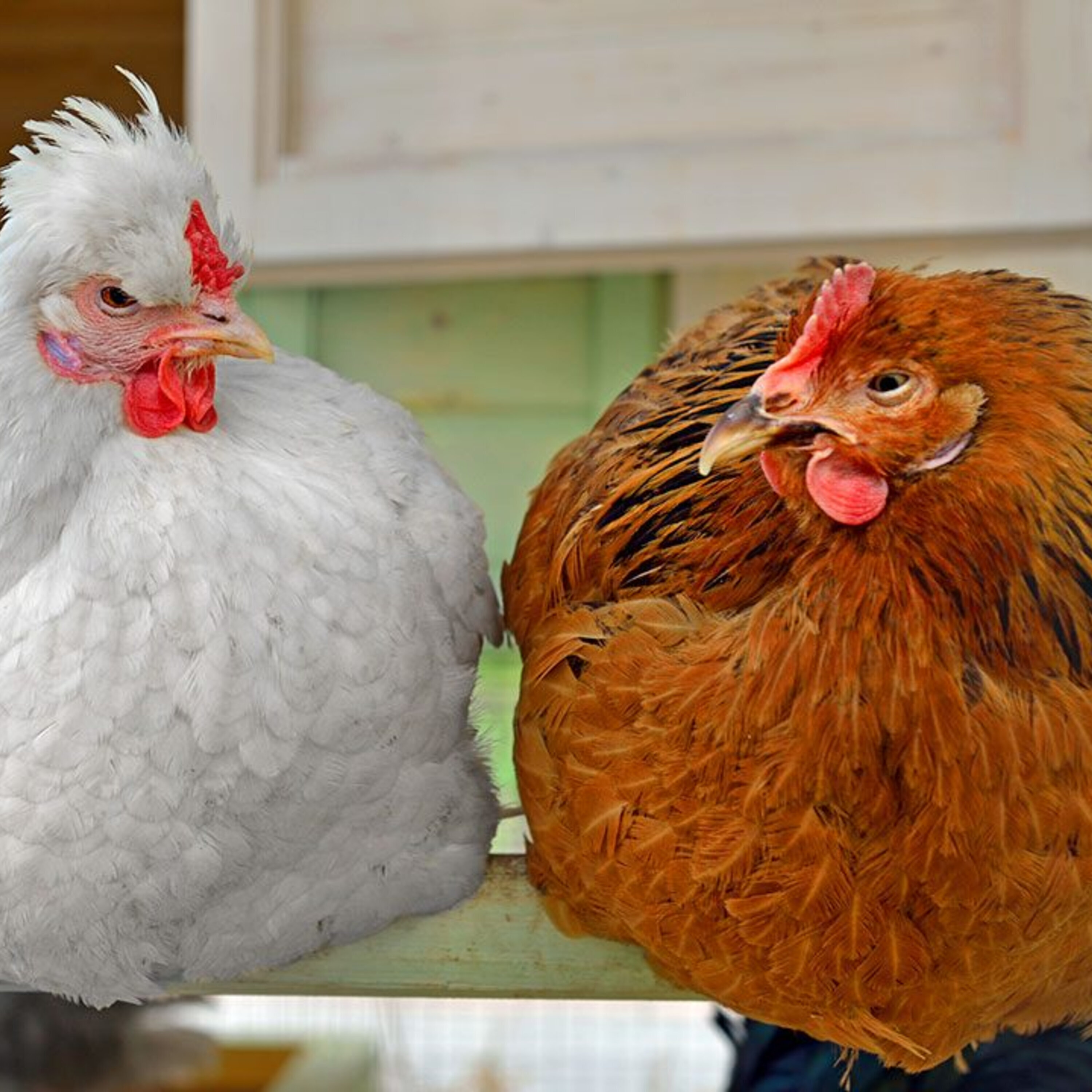 Podcast: An atmospheric pacemaker skips a beat, a religious edict that spawned fat chickens, and knocking out the ‘sixth sense’