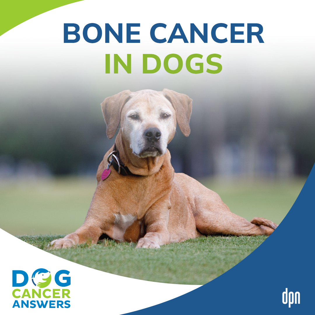 Dog Bone Cancer – Symptoms & Amputation & Treatments | Dr. Demian Dressler #114