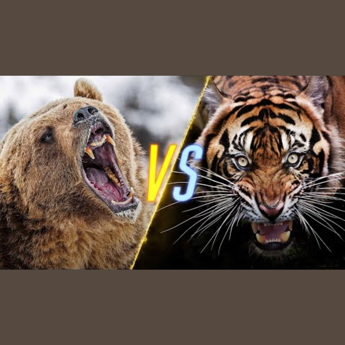 Bear versus Tiger episode artwork