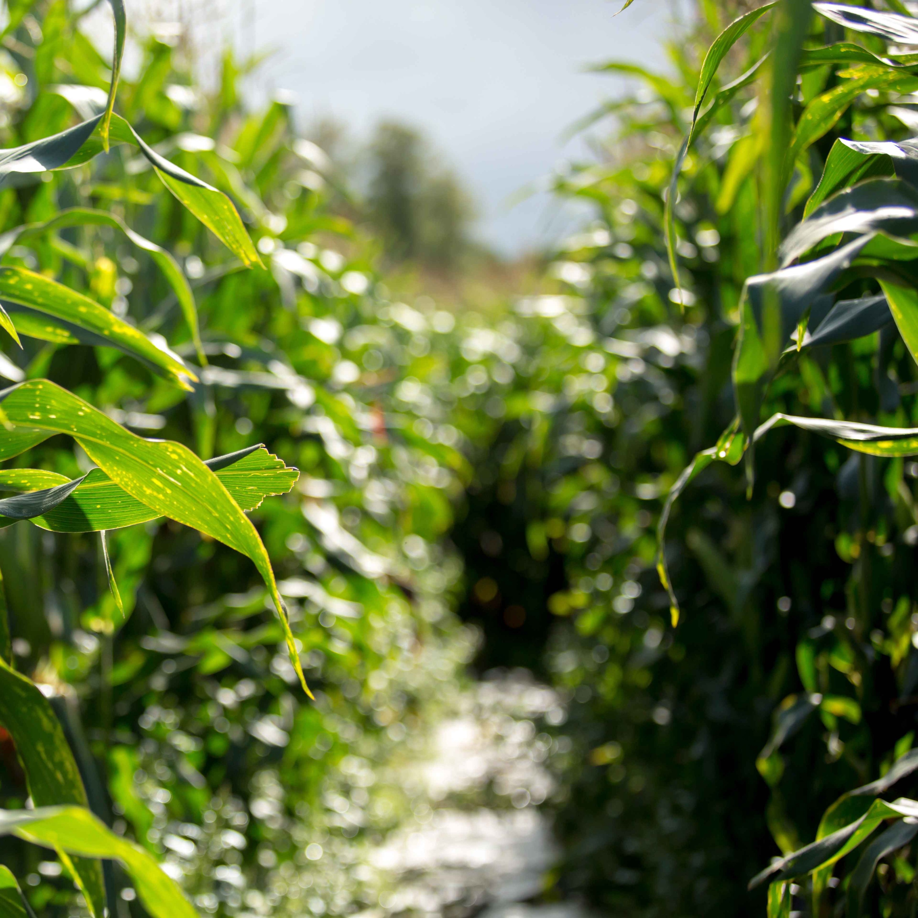 Sound Escape 77: the gentle rustle of summer wind through a cornfield