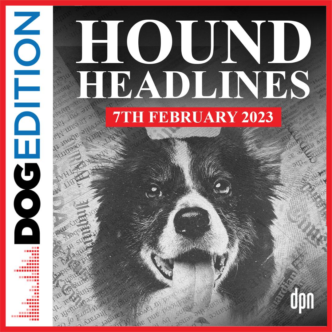 Hound Headlines 2/7/23 | Dog Edition #82