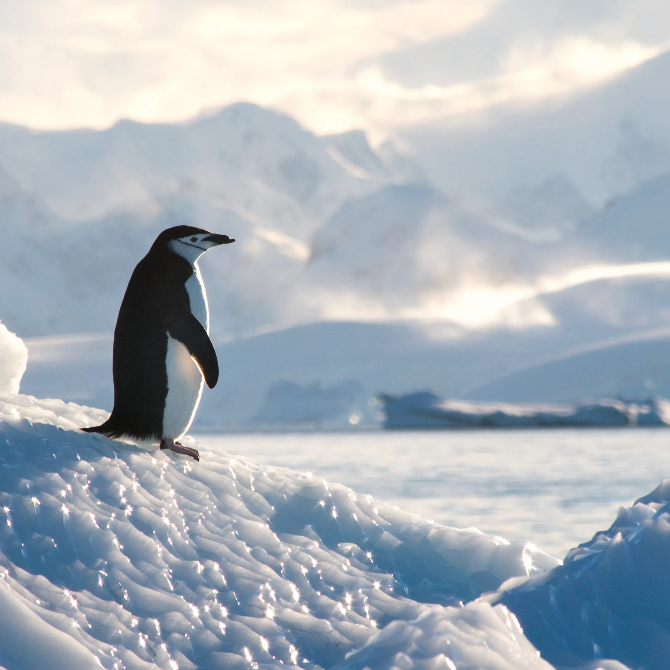Antarctica episode artwork