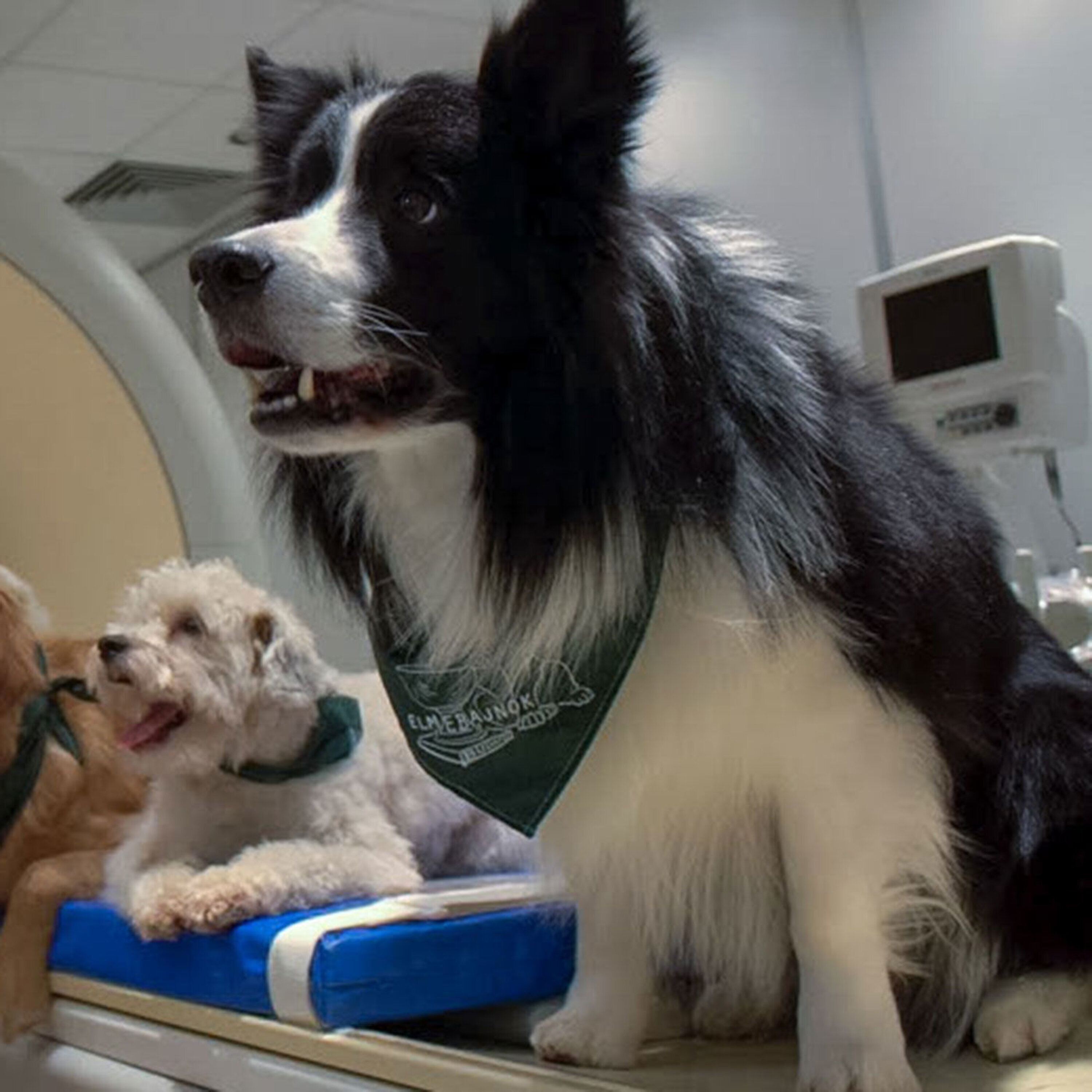 Podcast: Ceres’s close-up, how dogs listen, and a new RNA therapy