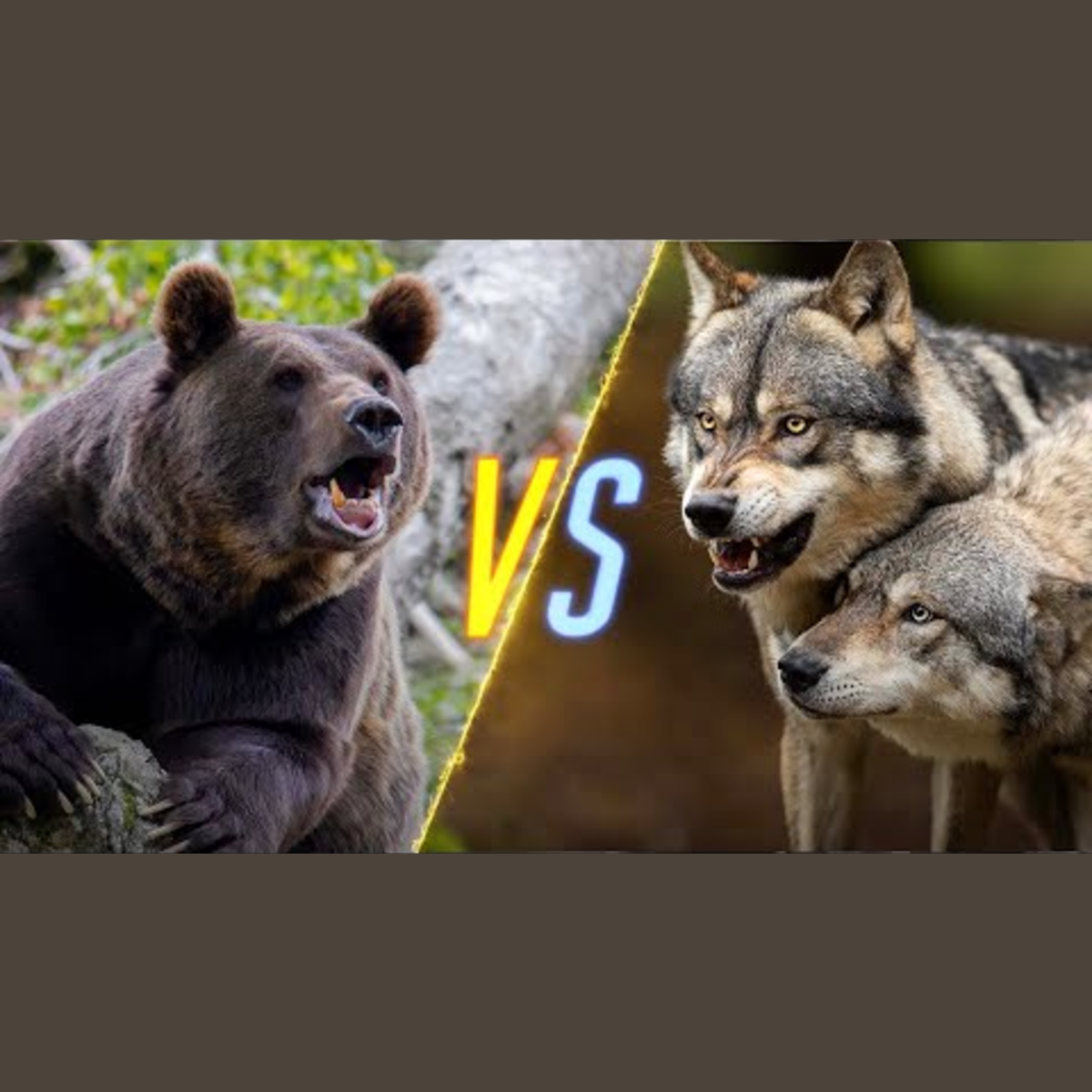 Bear vs Wolves episode artwork