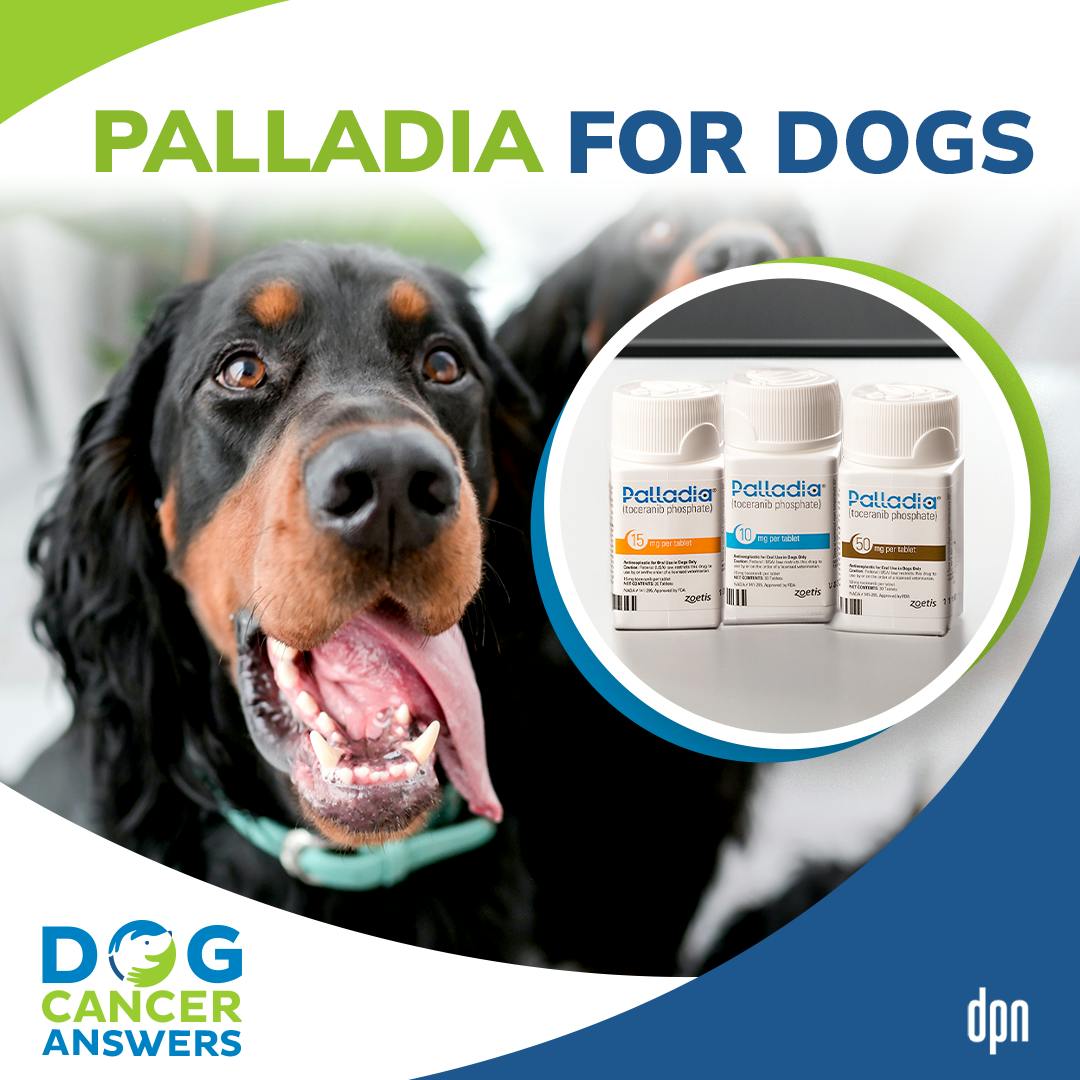 Palladia for Dogs | Dr. Megan Duffy #241
