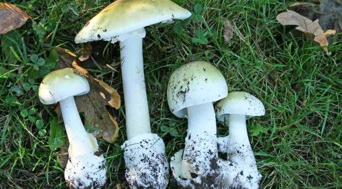 Health Officials Work To Combat Mushroom Poisoning Outbreak