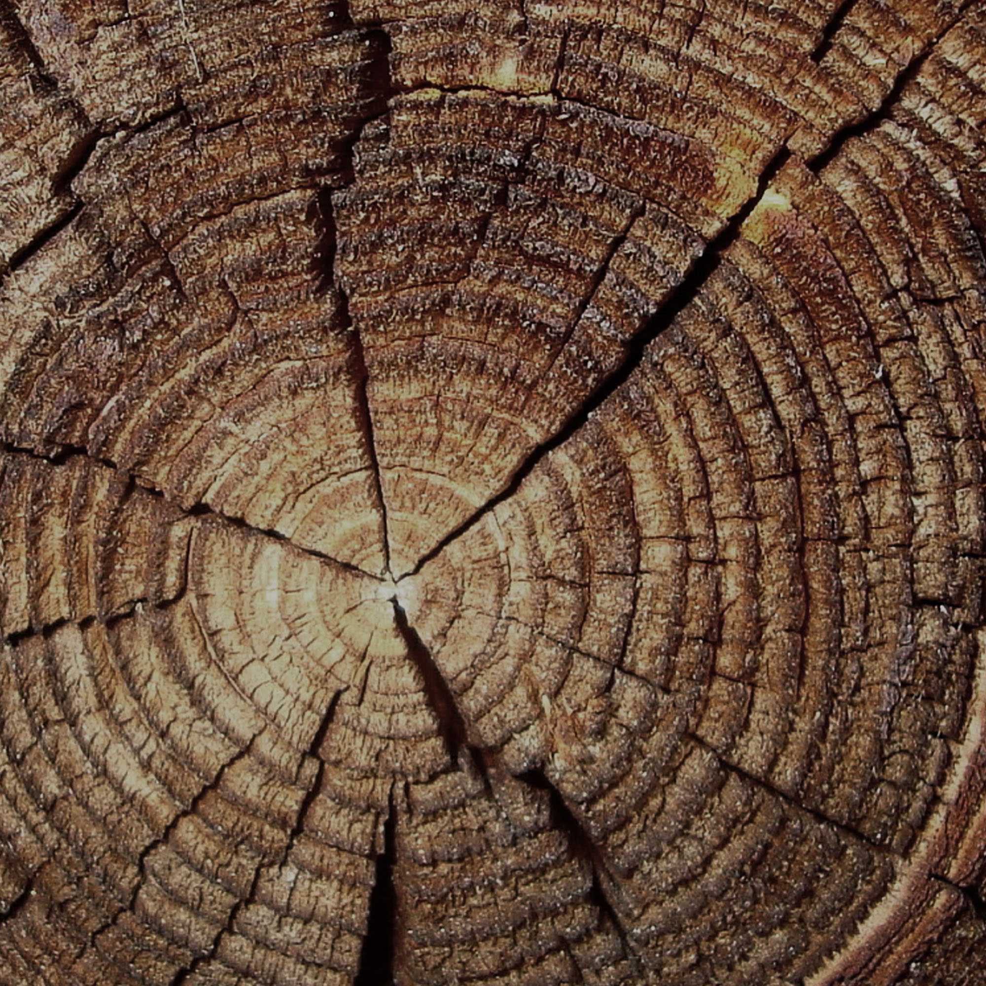 Thumbnail for "The Extractor".