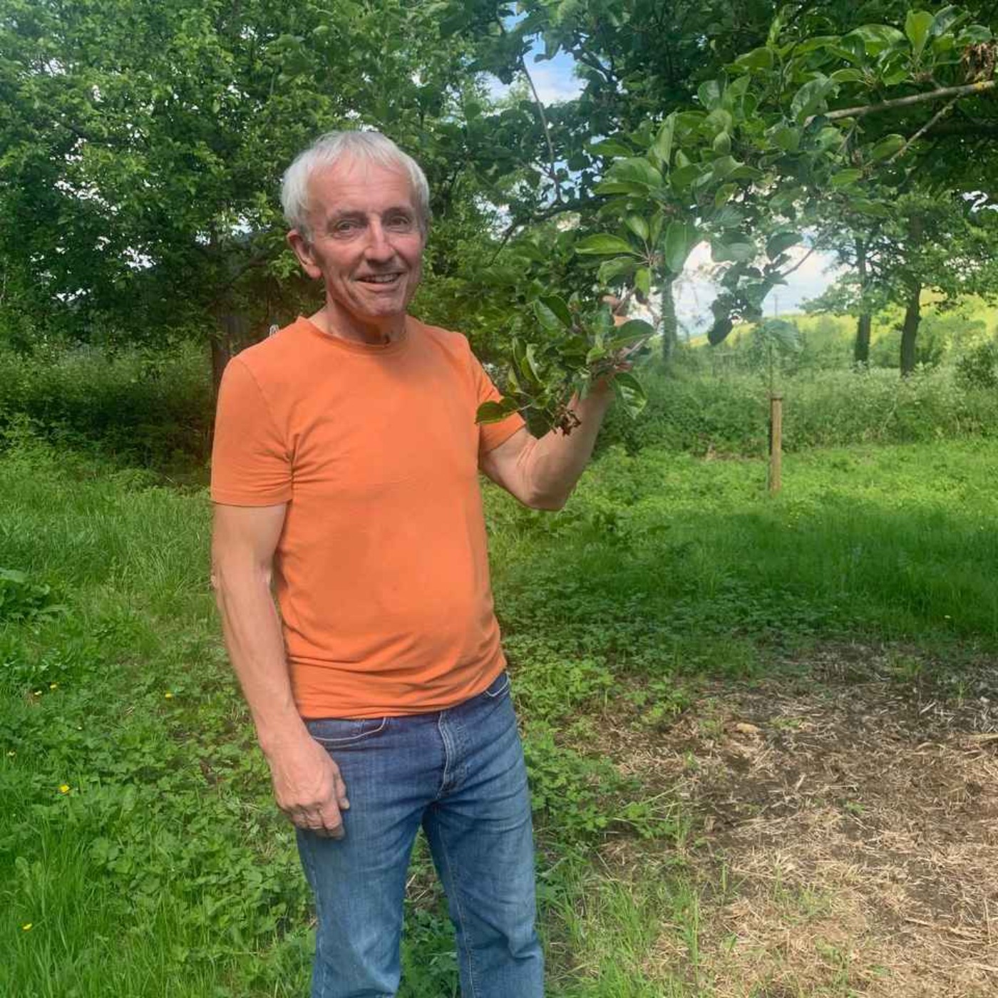 158. A summer's day in a Somerset cider orchard