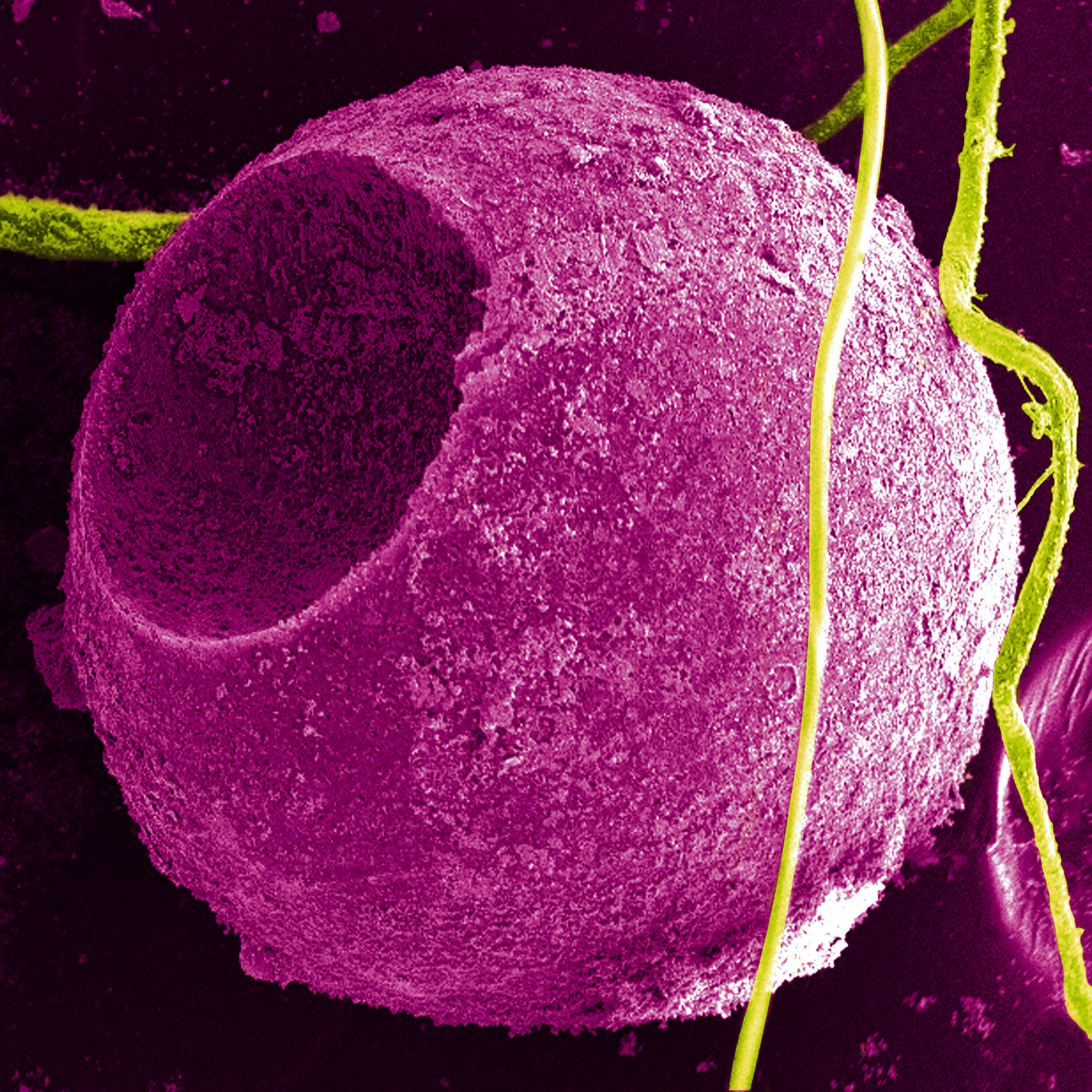 Podcast: Quantum dots in consumer electronics and a faceoff with the quiz master