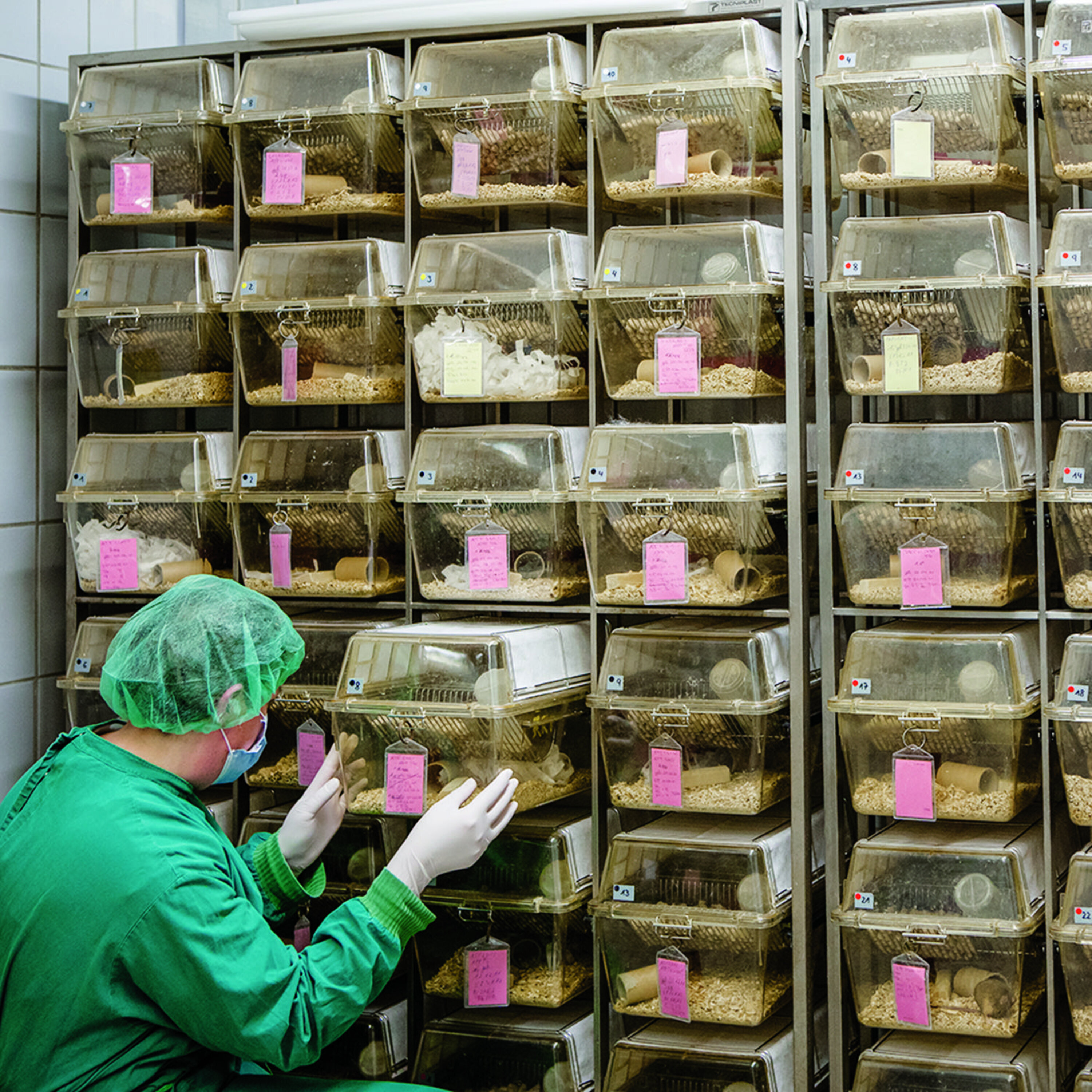 Podcast: How mice mess up reproducibility, new support for an RNA world, and giving cash away wisely