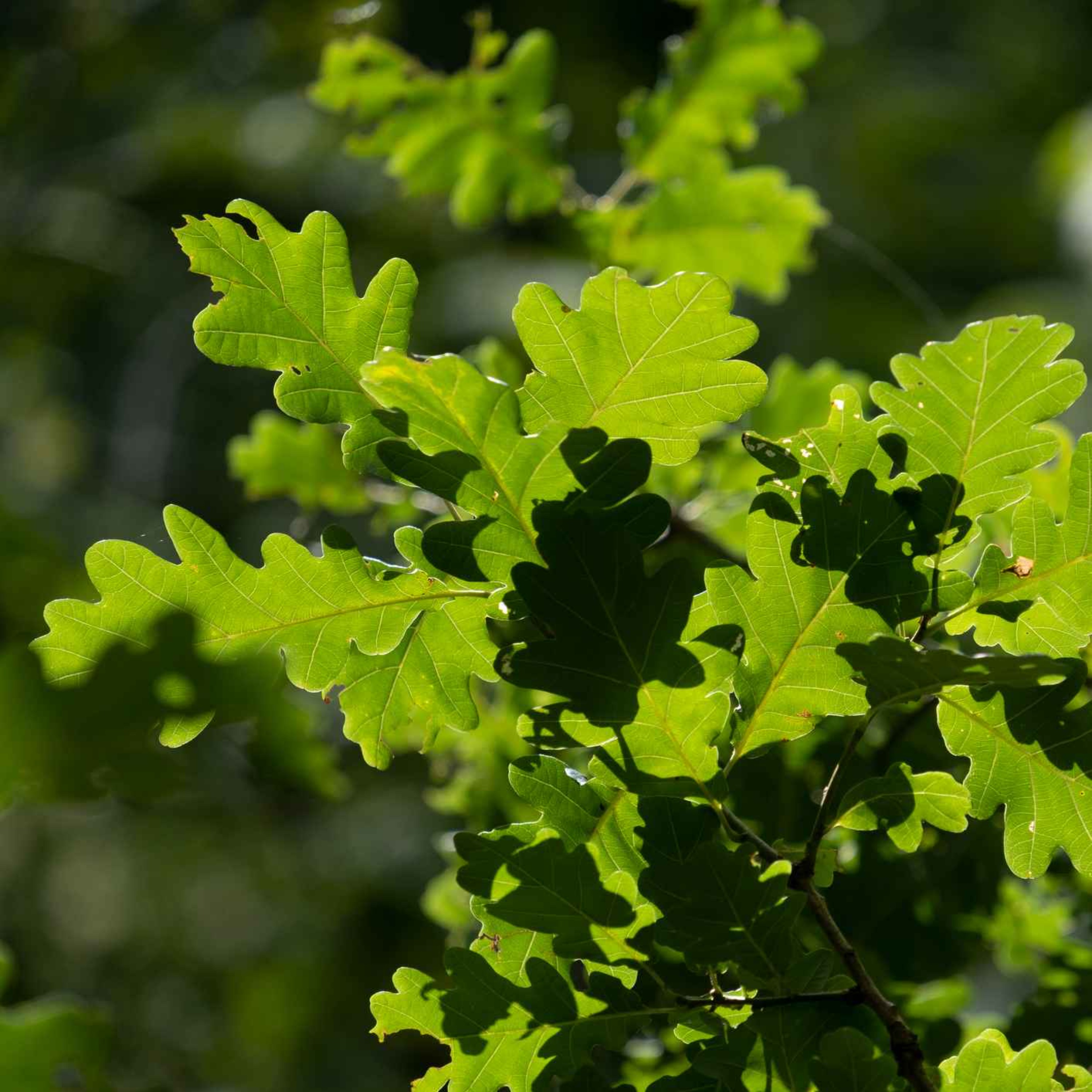 Sound Escape 73: be soothed by a breeze through the canopy of an ancient oak tree