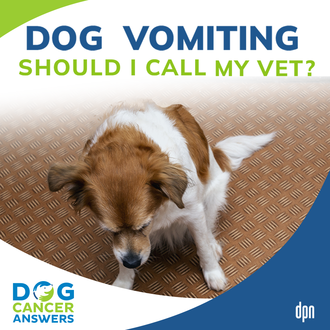 Dog Vomiting: Should I Call My Vet? | Dr. Nancy Reese #149