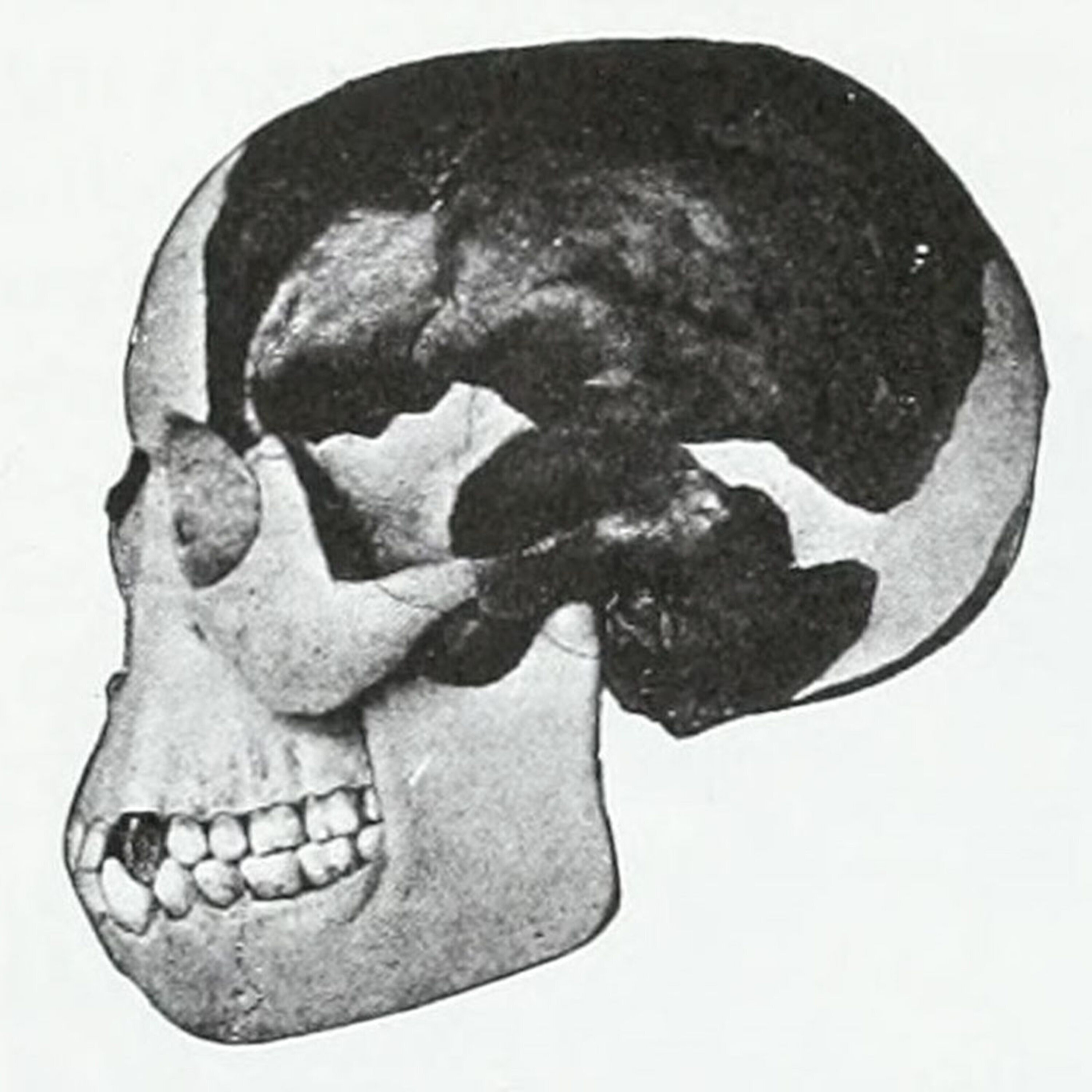 Podcast: 400-year-old sharks, busting a famous scientific hoax, and clinical trials in pets