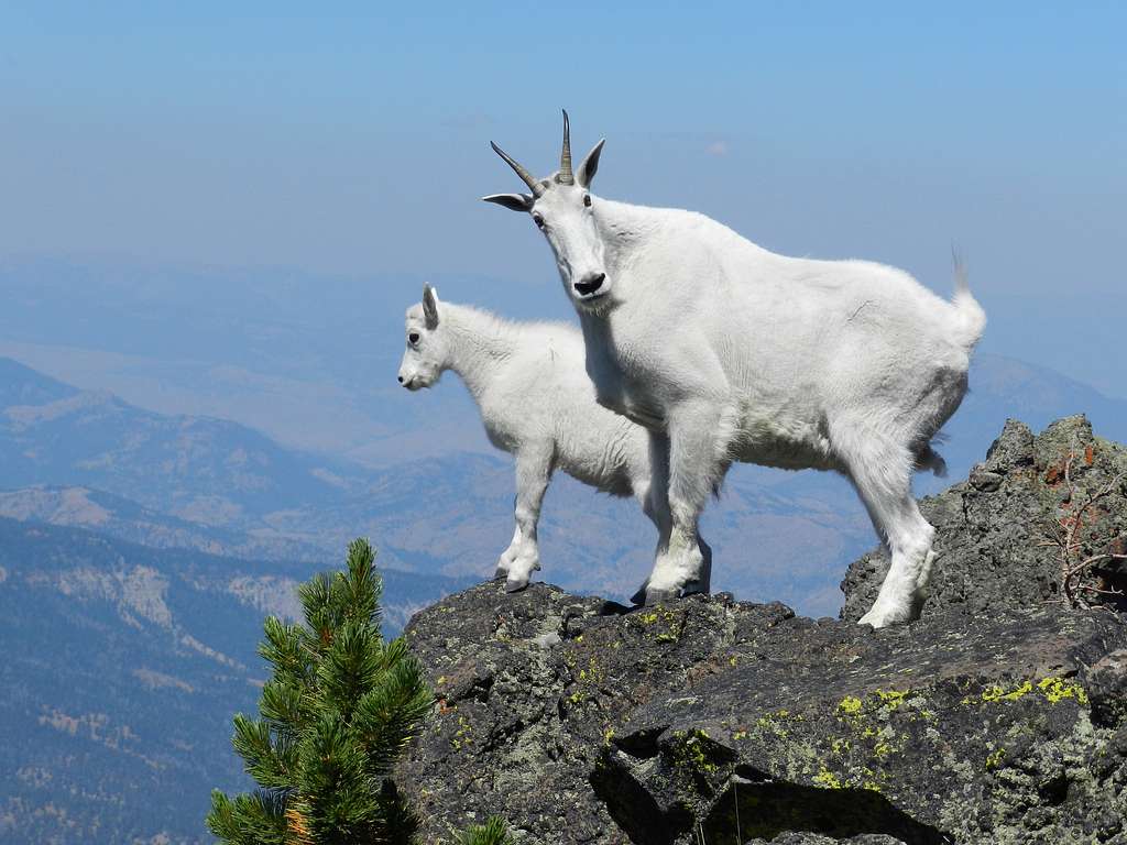 Episode 242: The Rugged Rocky Mountain Goat