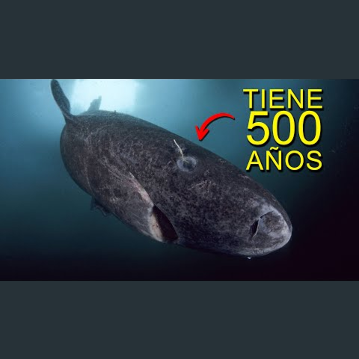 Animalogic En Español