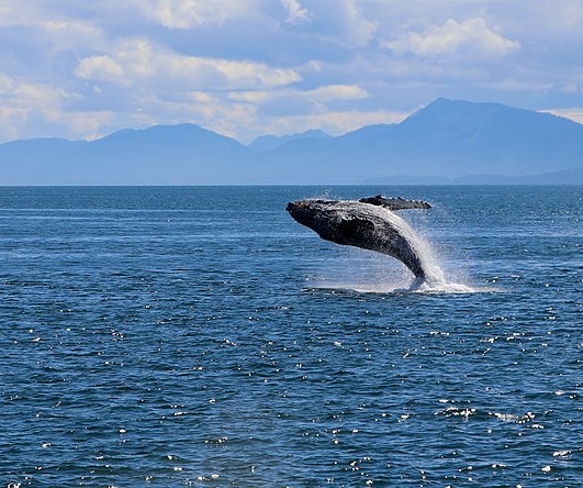 Episode 194: Animal Songs, with Meredith Michael