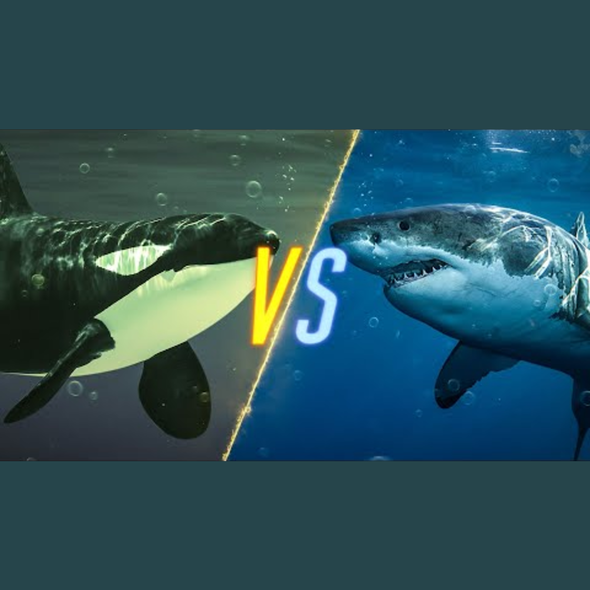 Killer Whale vs Shark episode artwork