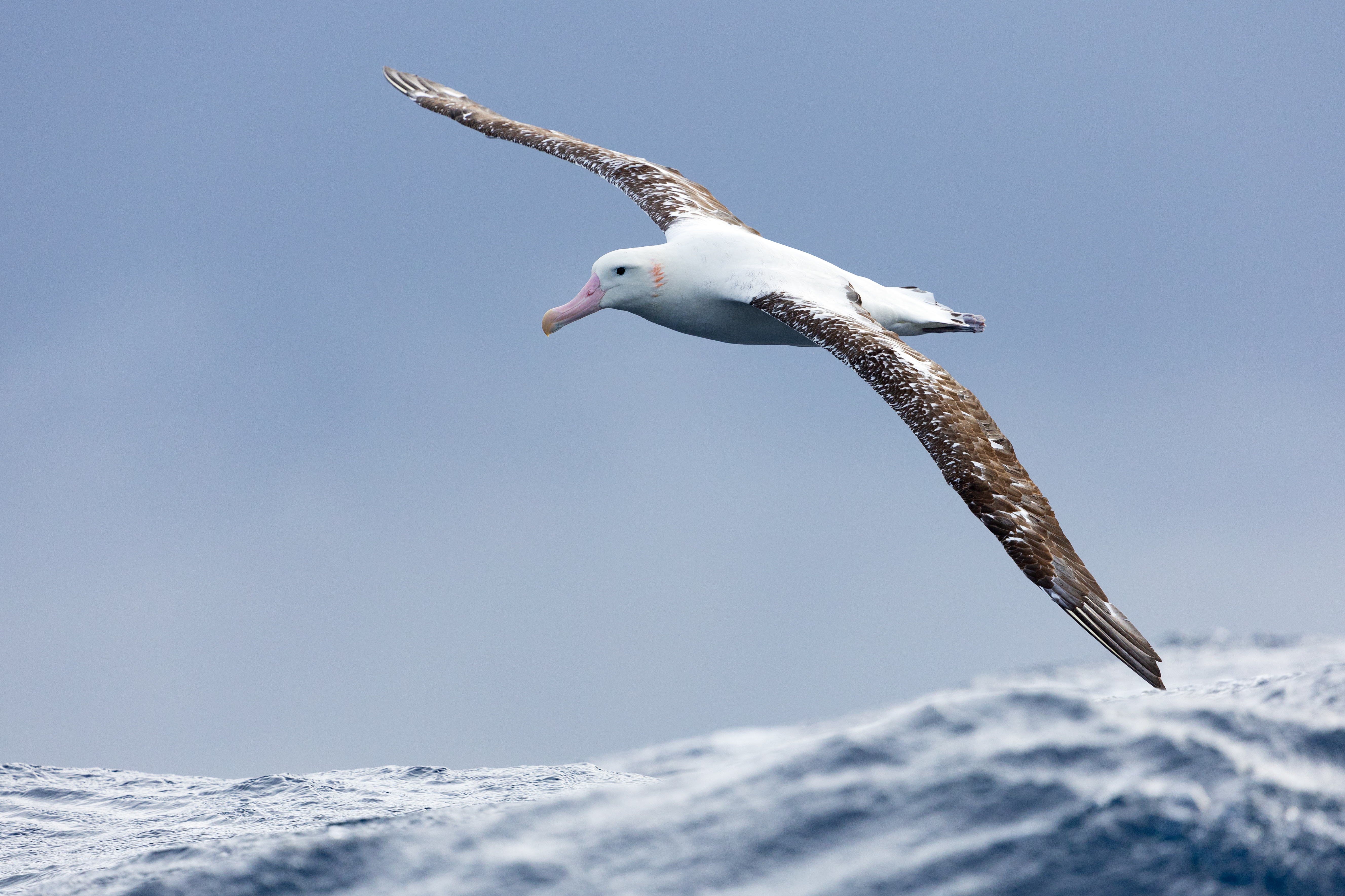 Albatross Soar