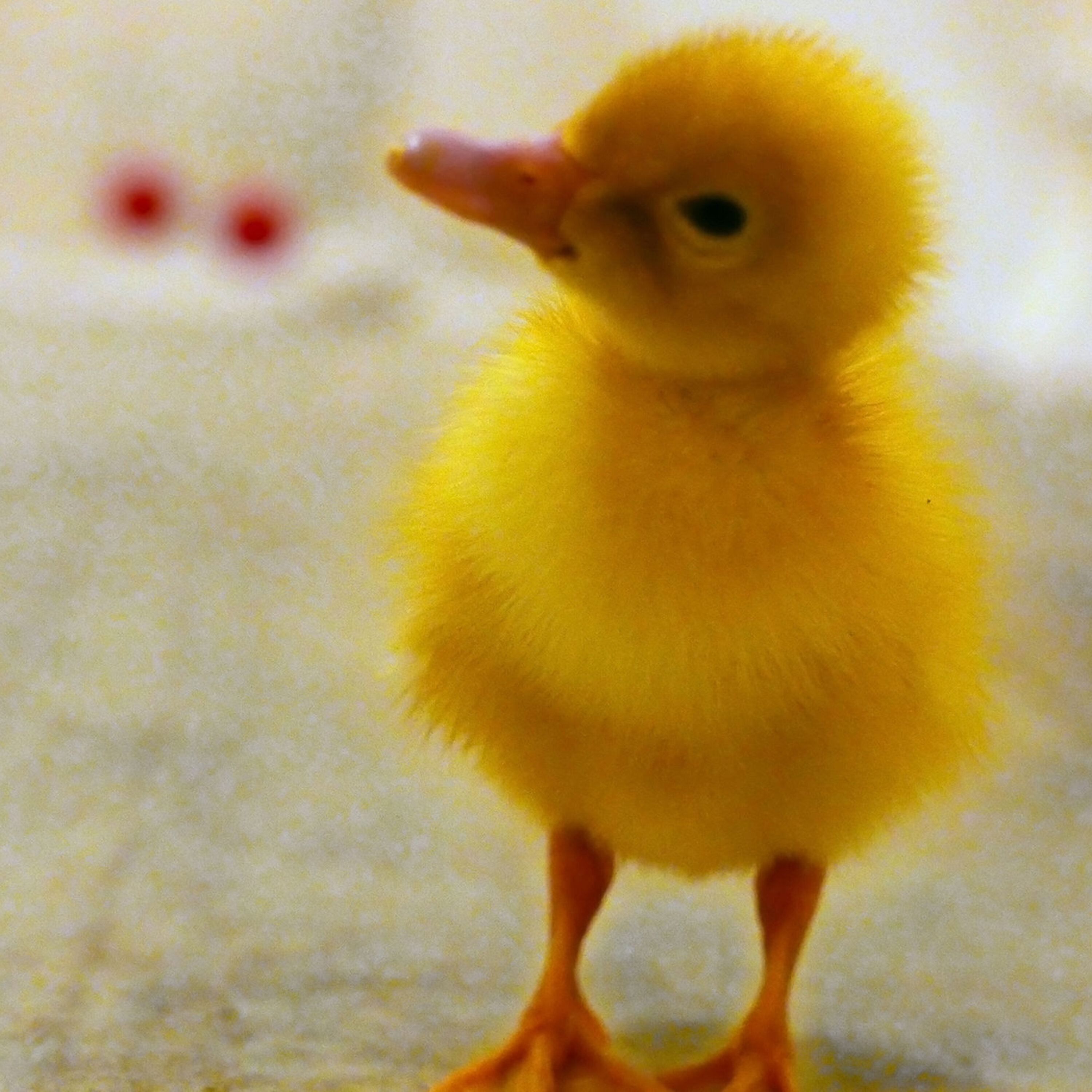 Podcast: The science of the apocalypse, and abstract thinking in ducklings