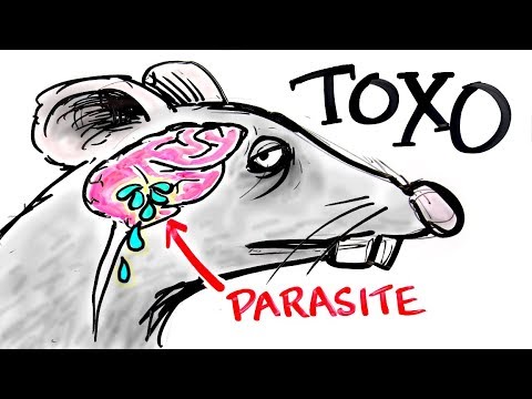 Toxoplasma - The Parasite That Turns FEAR Into DESIRE | After Skool