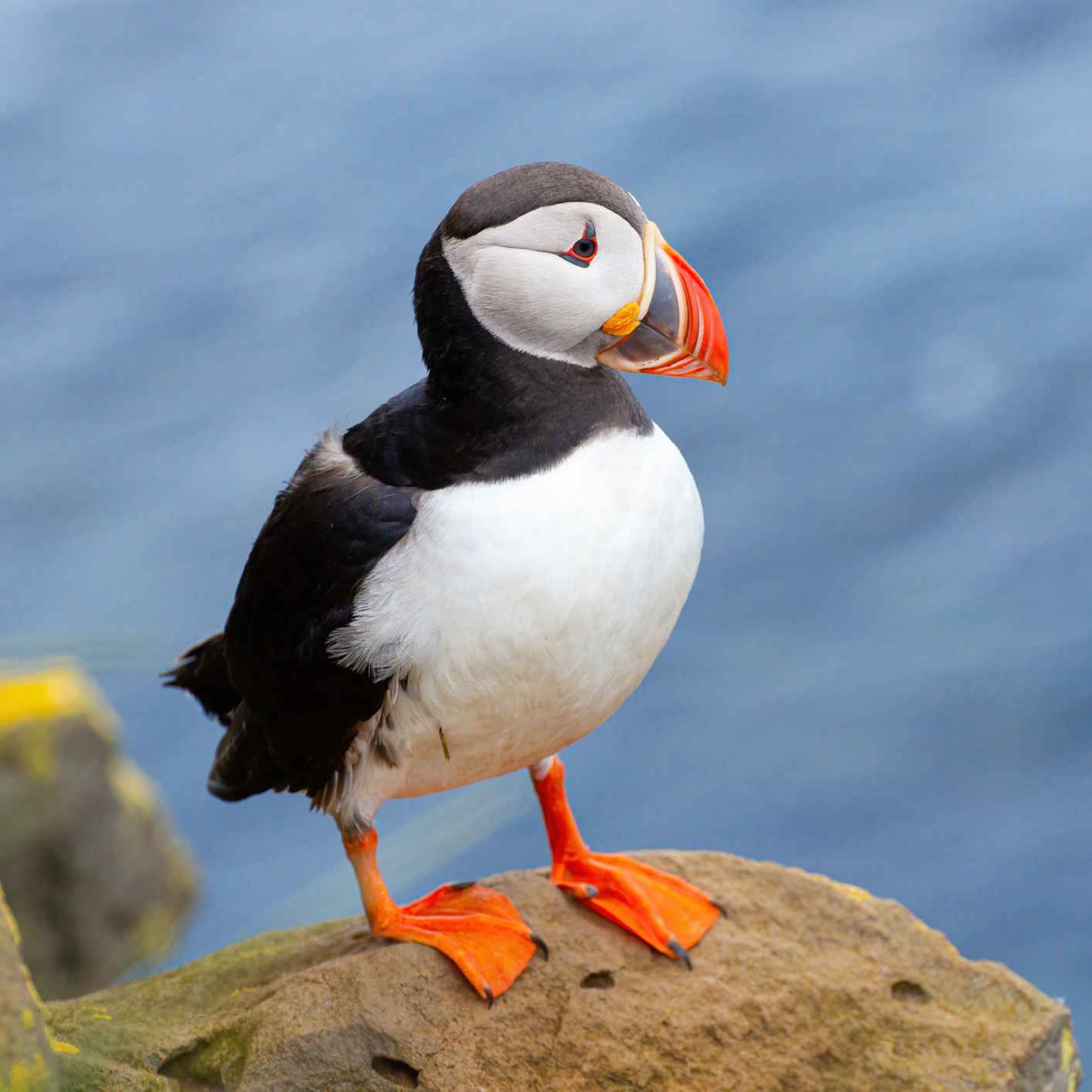 Sound Escape 68: be enchanted by the evocative chatter of a huge seabird colony